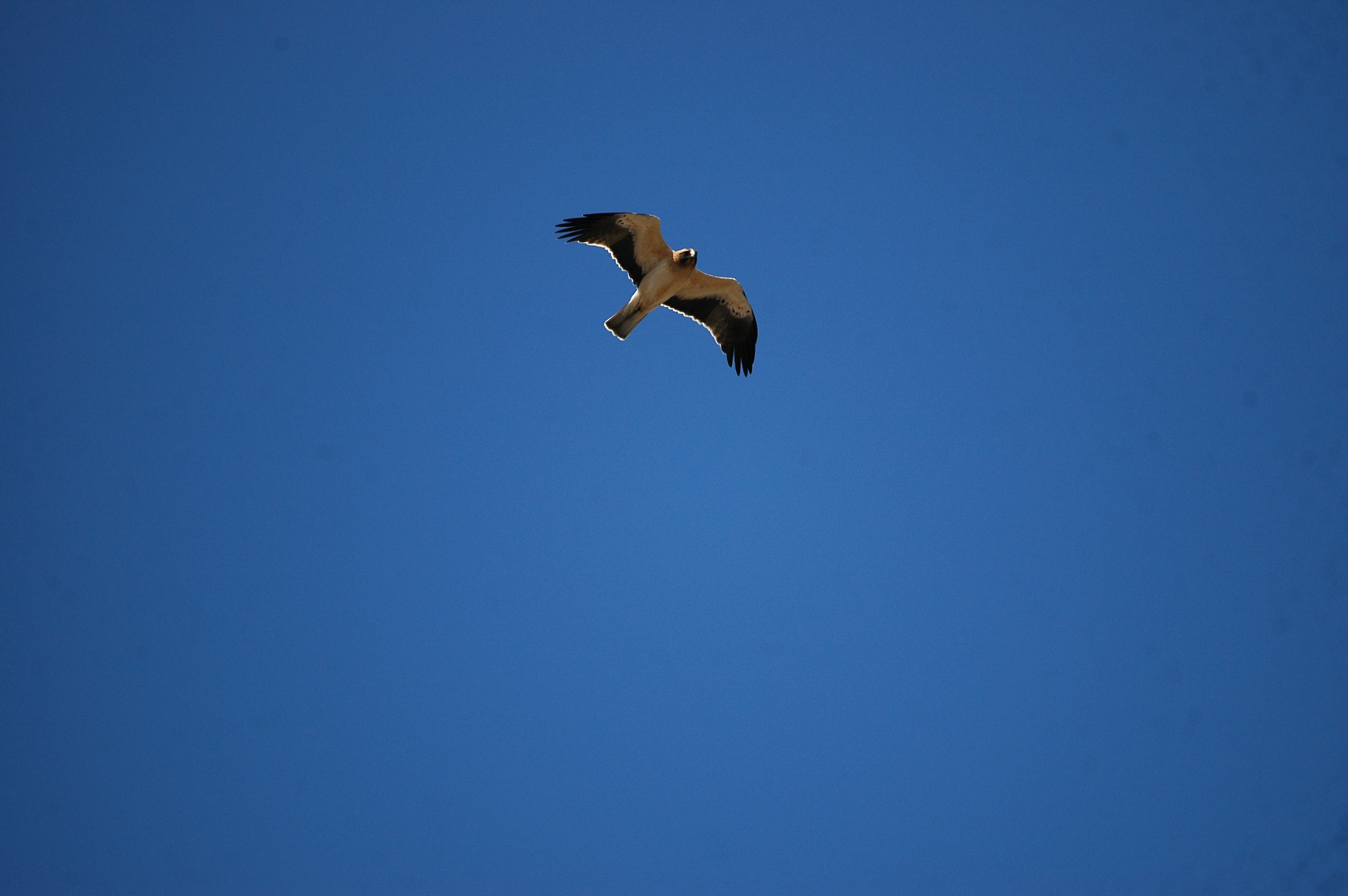 photos/wildlife/Bird_Species/032-Hawks-Eagles-Harriers-Falcons/0816-Booted_Eagle/20090922-Spain-05.jpg
