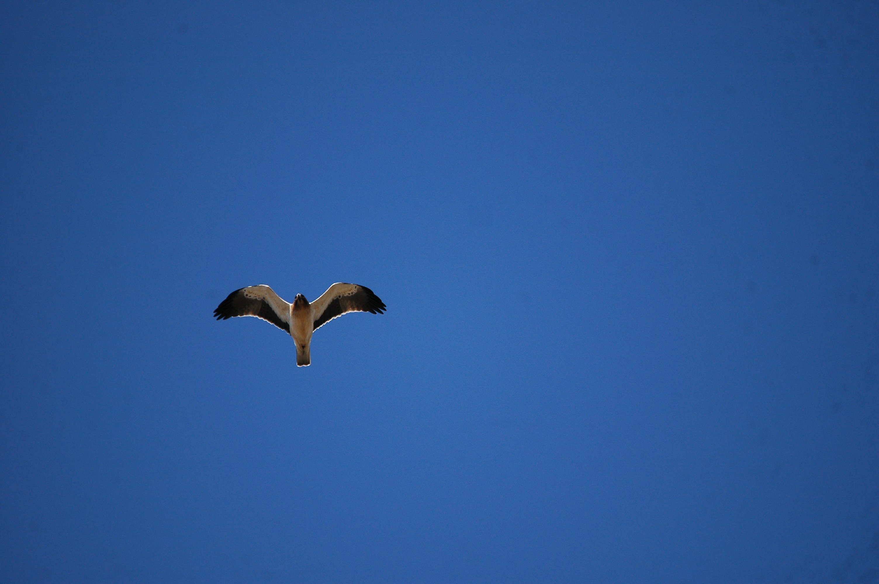 photos/wildlife/Bird_Species/032-Hawks-Eagles-Harriers-Falcons/0816-Booted_Eagle/20090922-Spain-06.jpg