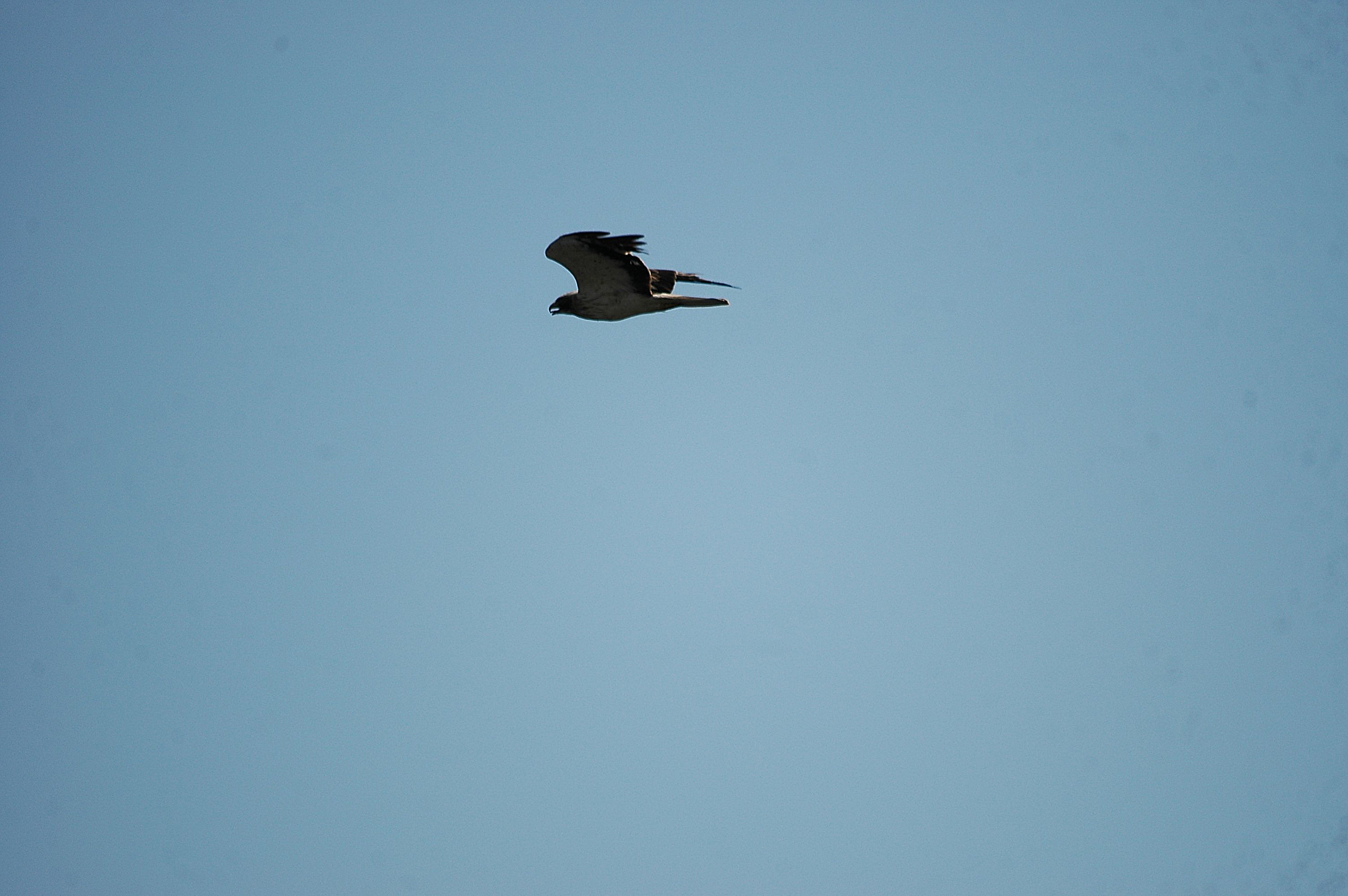 photos/wildlife/Bird_Species/032-Hawks-Eagles-Harriers-Falcons/0816-Booted_Eagle/20090923-Spain-01.jpg