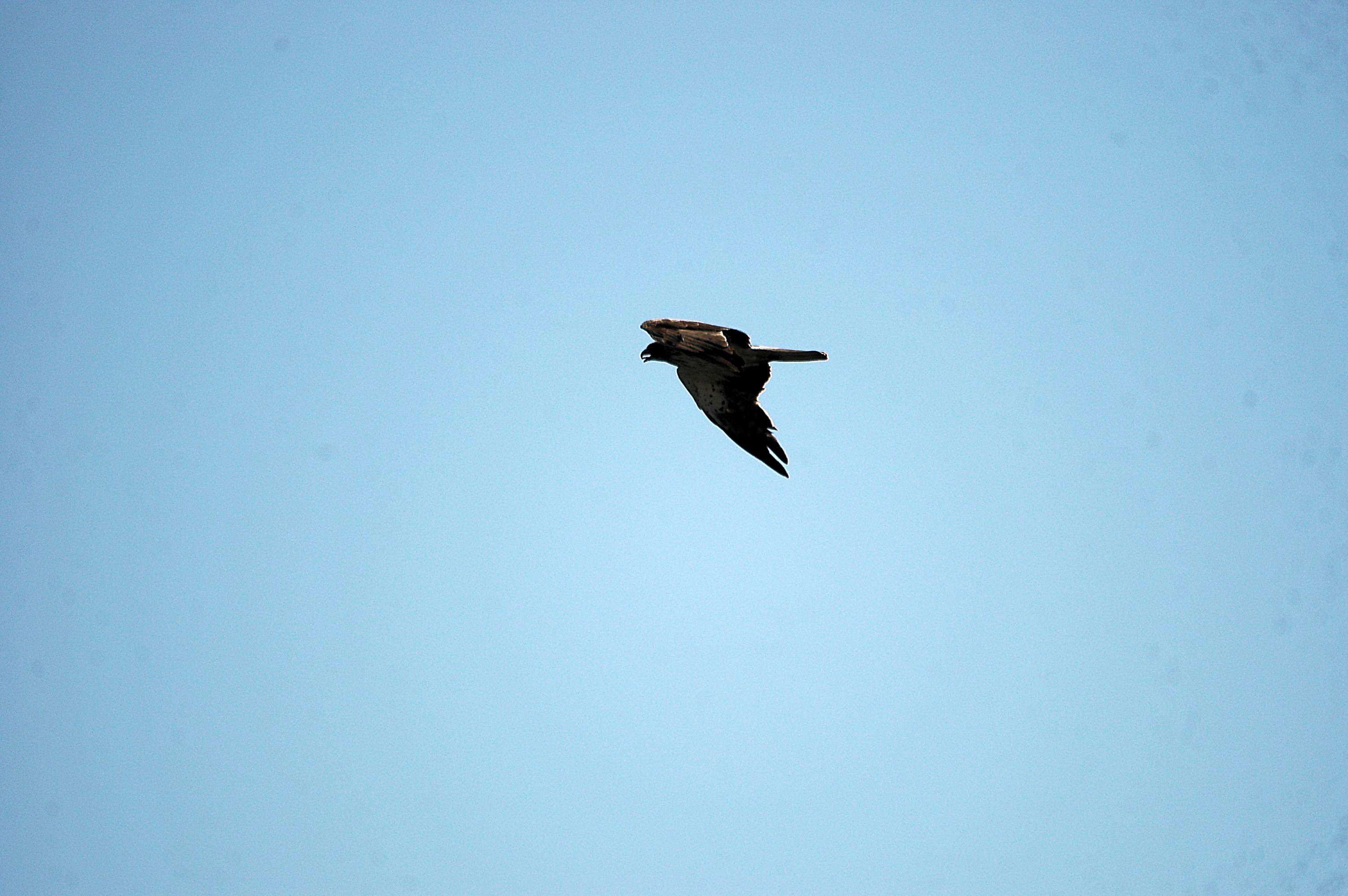 photos/wildlife/Bird_Species/032-Hawks-Eagles-Harriers-Falcons/0816-Booted_Eagle/20090923-Spain-02.jpg