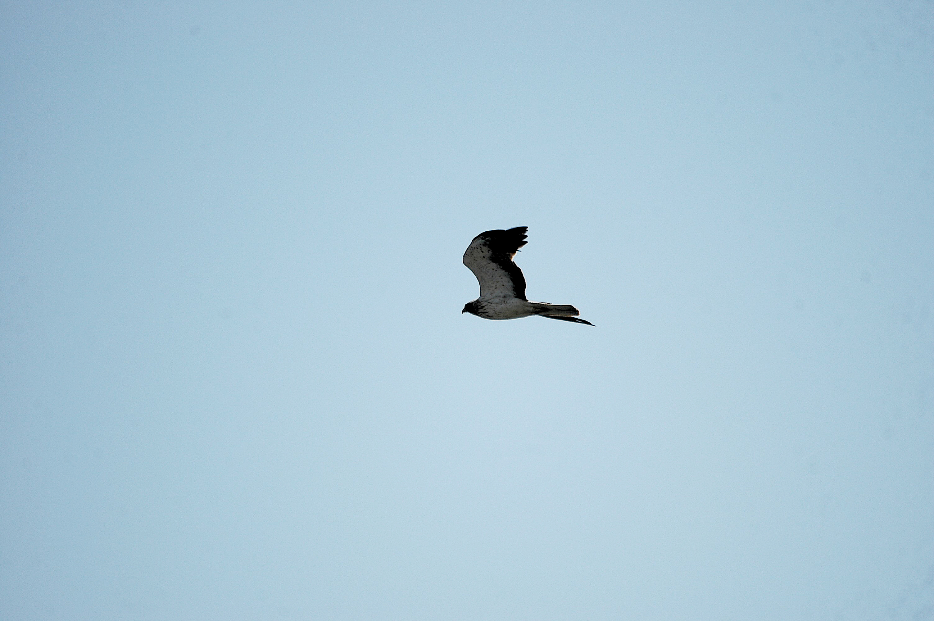 photos/wildlife/Bird_Species/032-Hawks-Eagles-Harriers-Falcons/0816-Booted_Eagle/20090923-Spain-03.jpg