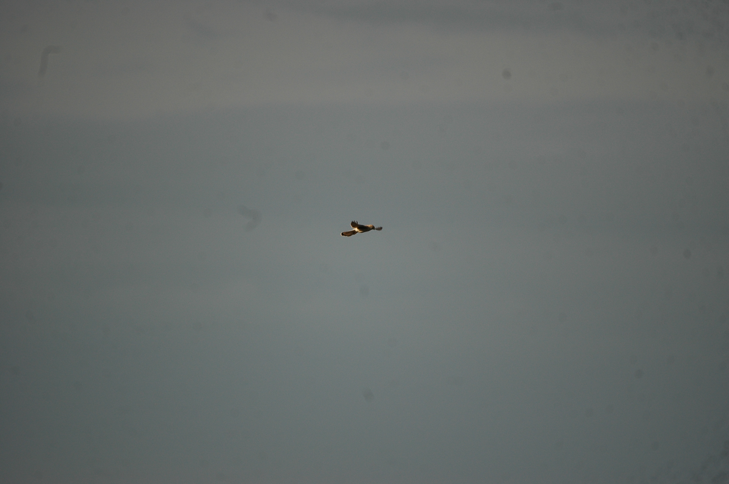 photos/wildlife/Bird_Species/032-Hawks-Eagles-Harriers-Falcons/0865-Kestrel/20090926-Spain-01.jpg
