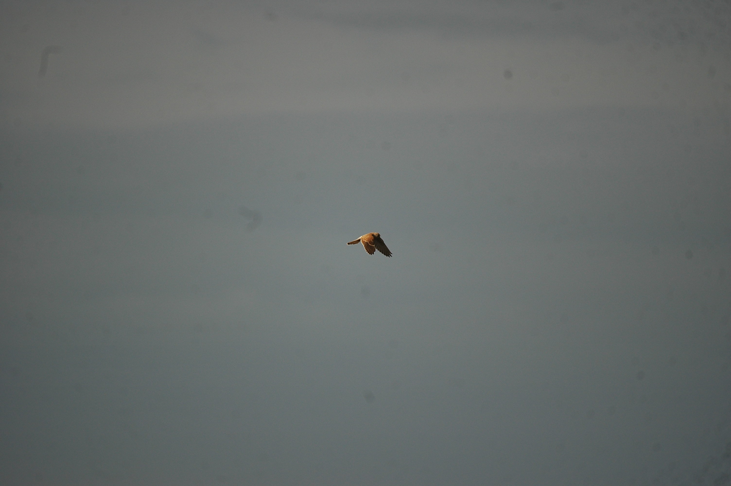 photos/wildlife/Bird_Species/032-Hawks-Eagles-Harriers-Falcons/0865-Kestrel/20090926-Spain-02.jpg