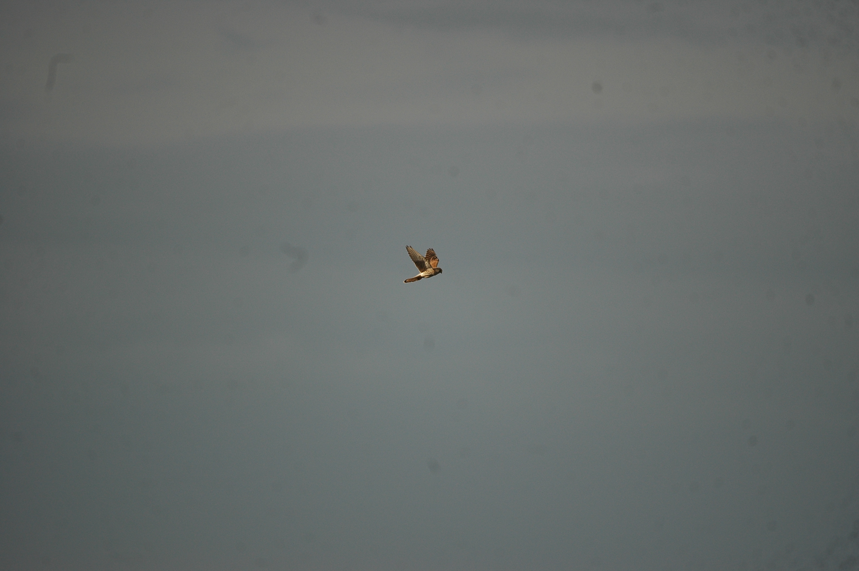 photos/wildlife/Bird_Species/032-Hawks-Eagles-Harriers-Falcons/0865-Kestrel/20090926-Spain-03.jpg