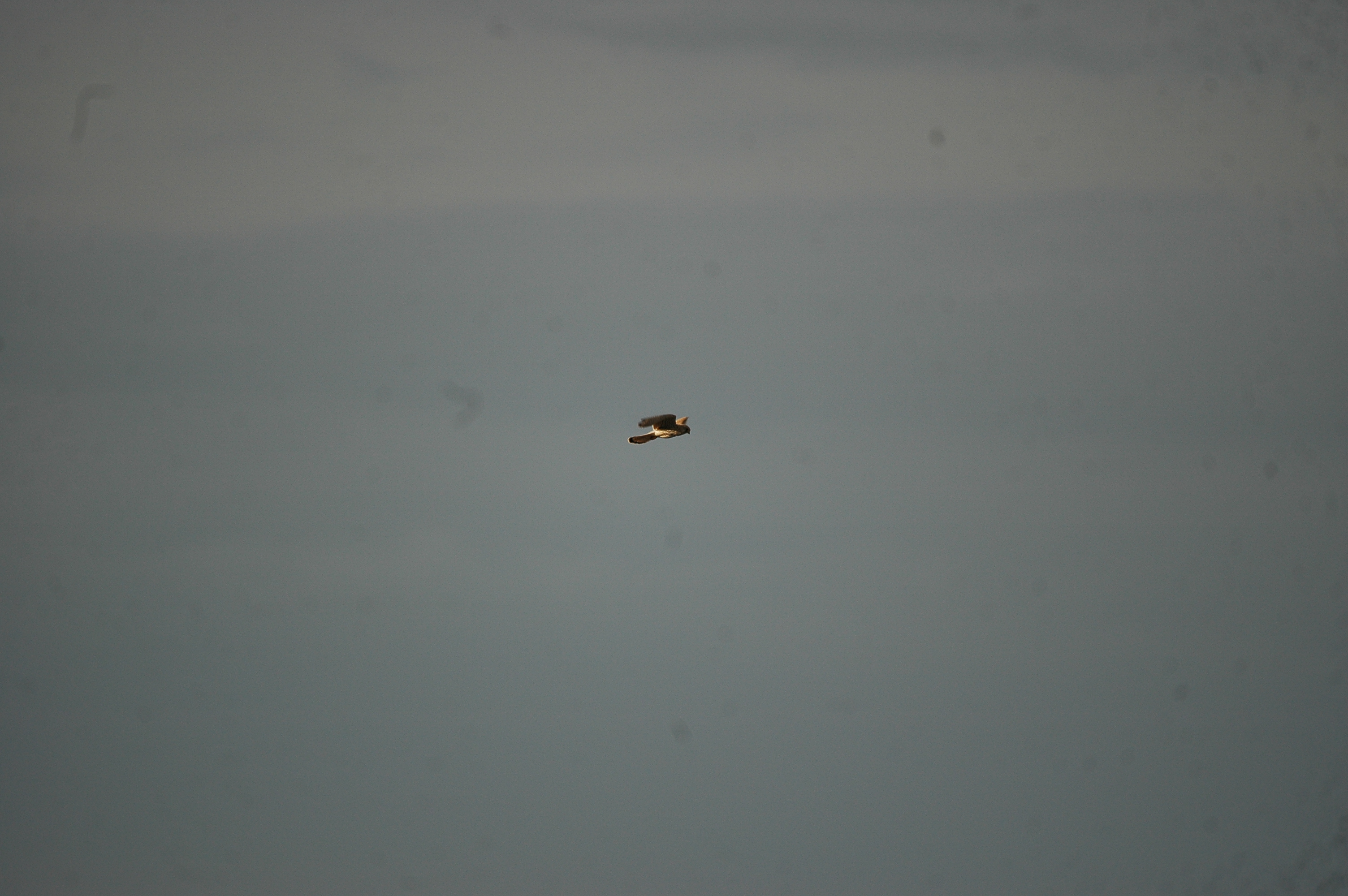 photos/wildlife/Bird_Species/032-Hawks-Eagles-Harriers-Falcons/0865-Kestrel/20090926-Spain-04.jpg
