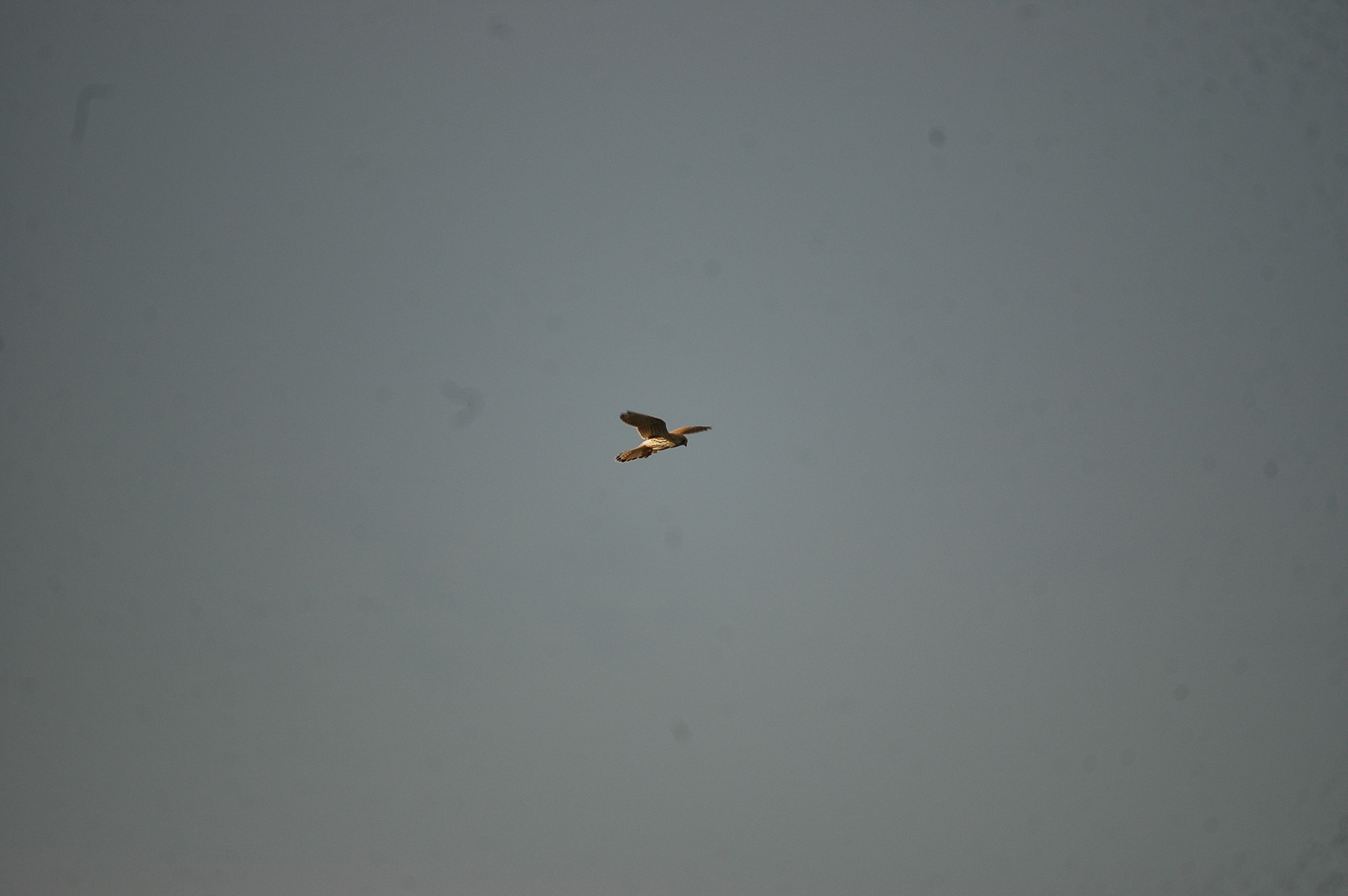 photos/wildlife/Bird_Species/032-Hawks-Eagles-Harriers-Falcons/0865-Kestrel/20090926-Spain-06.jpg