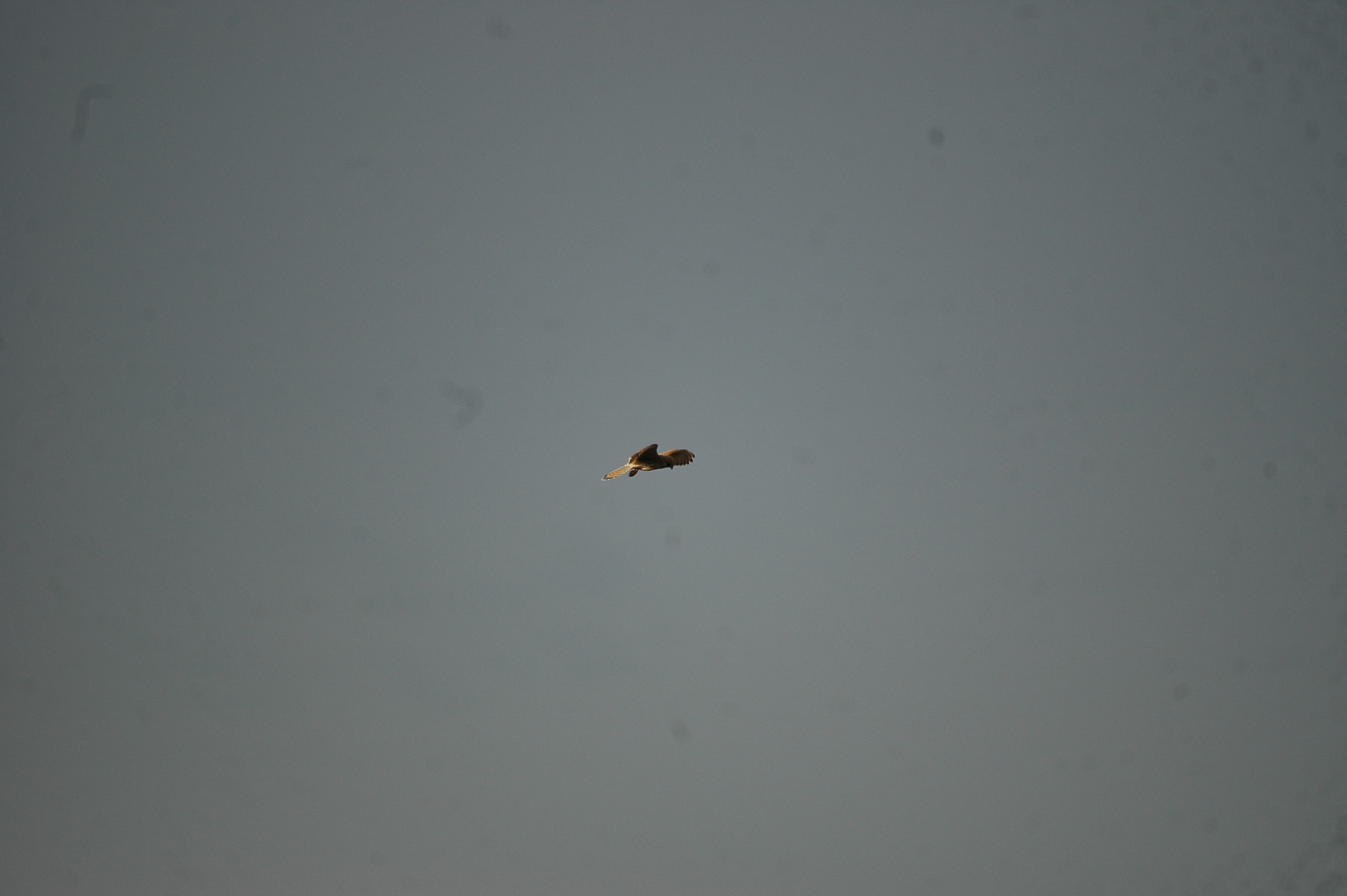 photos/wildlife/Bird_Species/032-Hawks-Eagles-Harriers-Falcons/0865-Kestrel/20090926-Spain-07.jpg