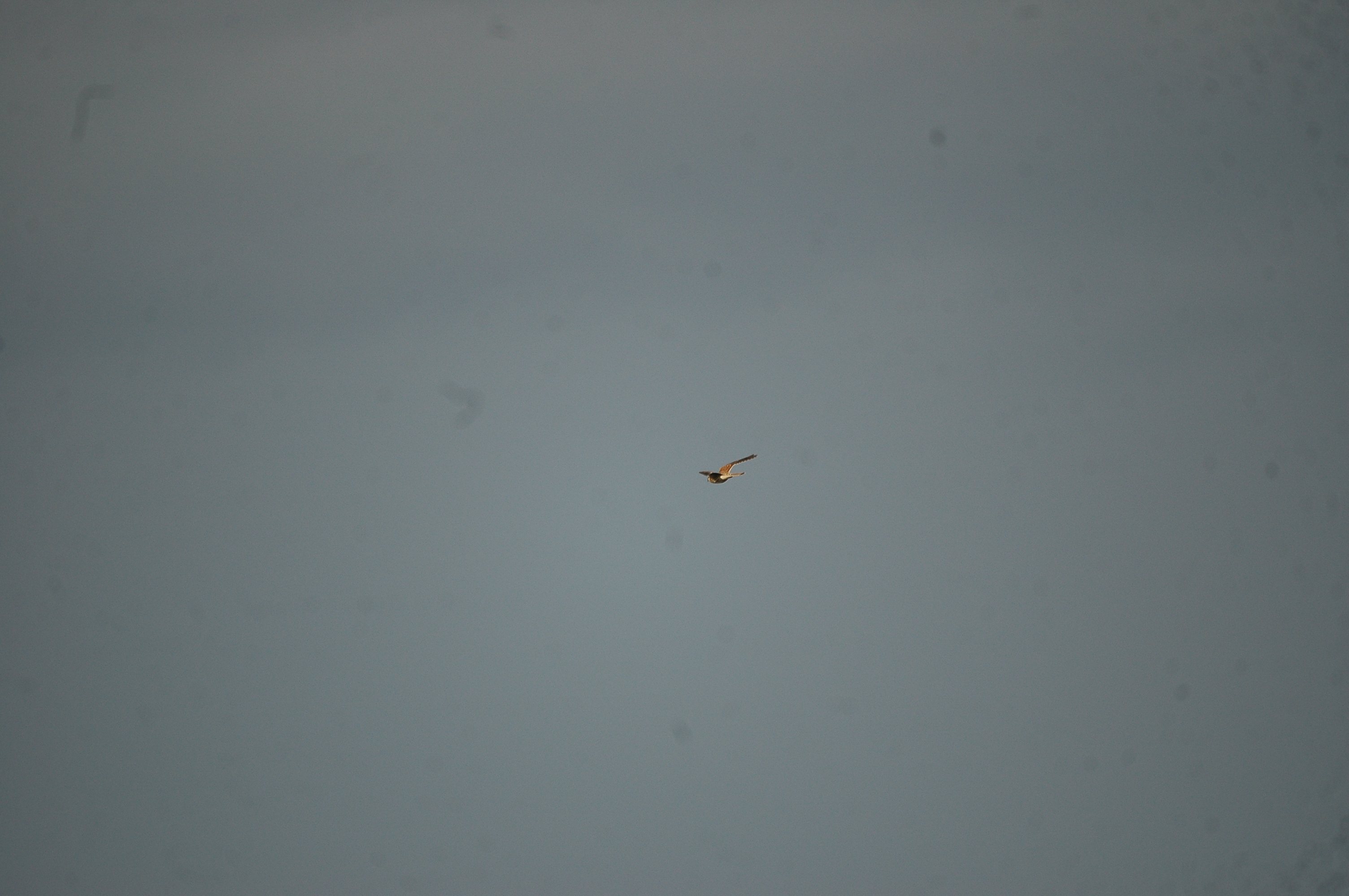 photos/wildlife/Bird_Species/032-Hawks-Eagles-Harriers-Falcons/0865-Kestrel/20090926-Spain-08.jpg