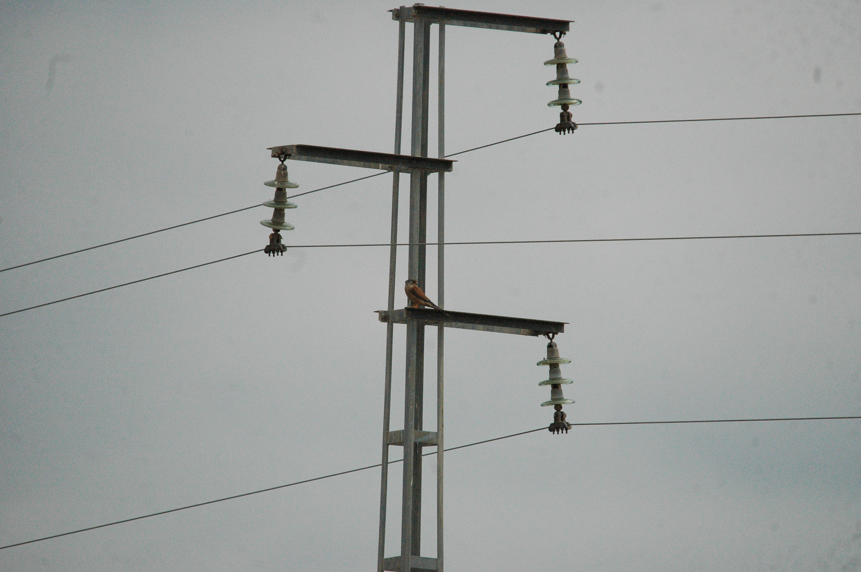 photos/wildlife/Bird_Species/032-Hawks-Eagles-Harriers-Falcons/0865-Kestrel/20090927-Spain-01.jpg