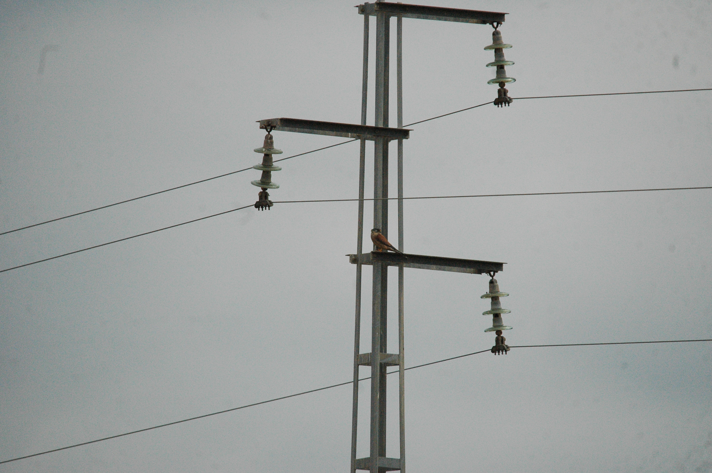 photos/wildlife/Bird_Species/032-Hawks-Eagles-Harriers-Falcons/0865-Kestrel/20090927-Spain-02.jpg