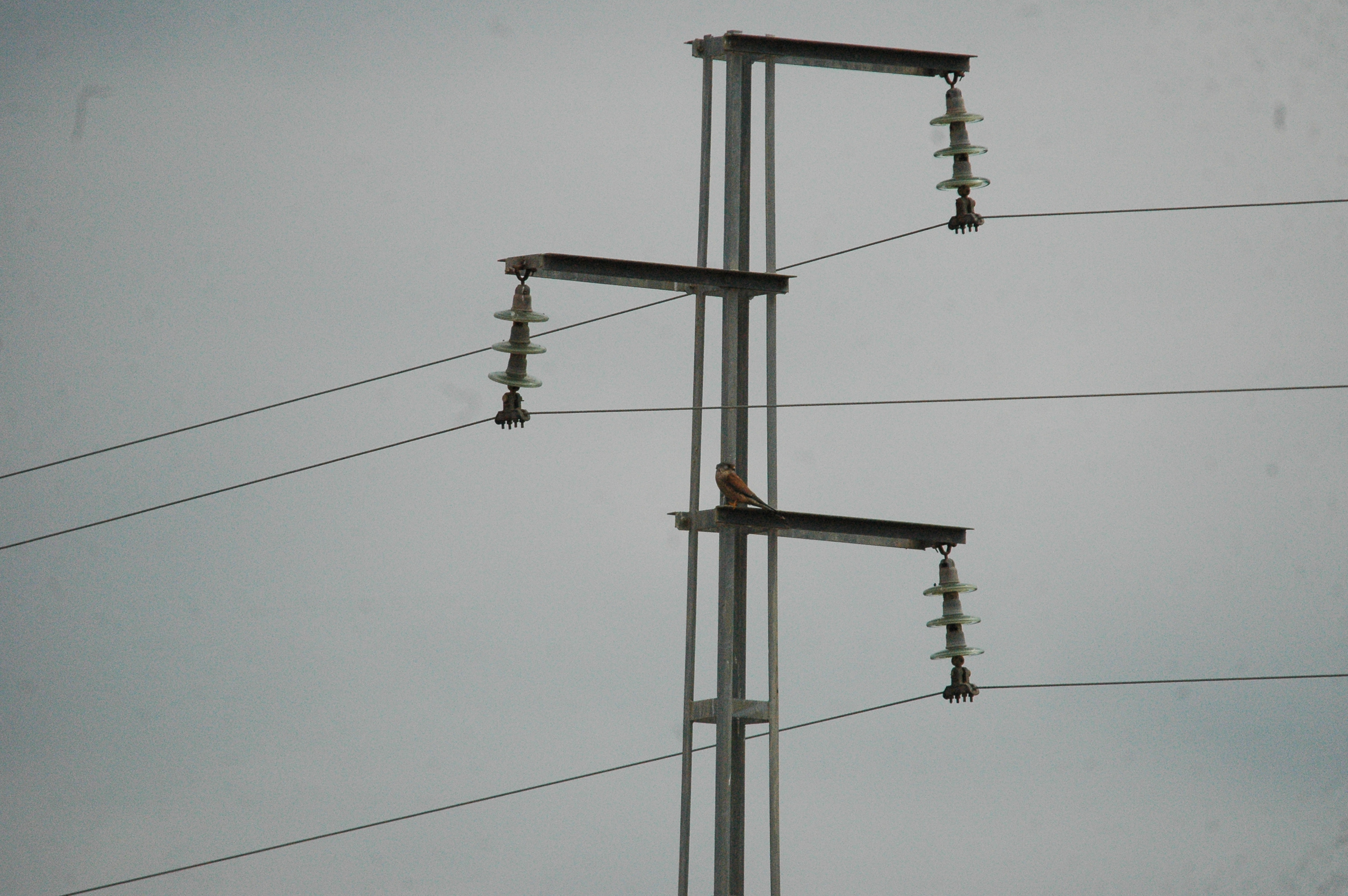 photos/wildlife/Bird_Species/032-Hawks-Eagles-Harriers-Falcons/0865-Kestrel/20090927-Spain-03.jpg
