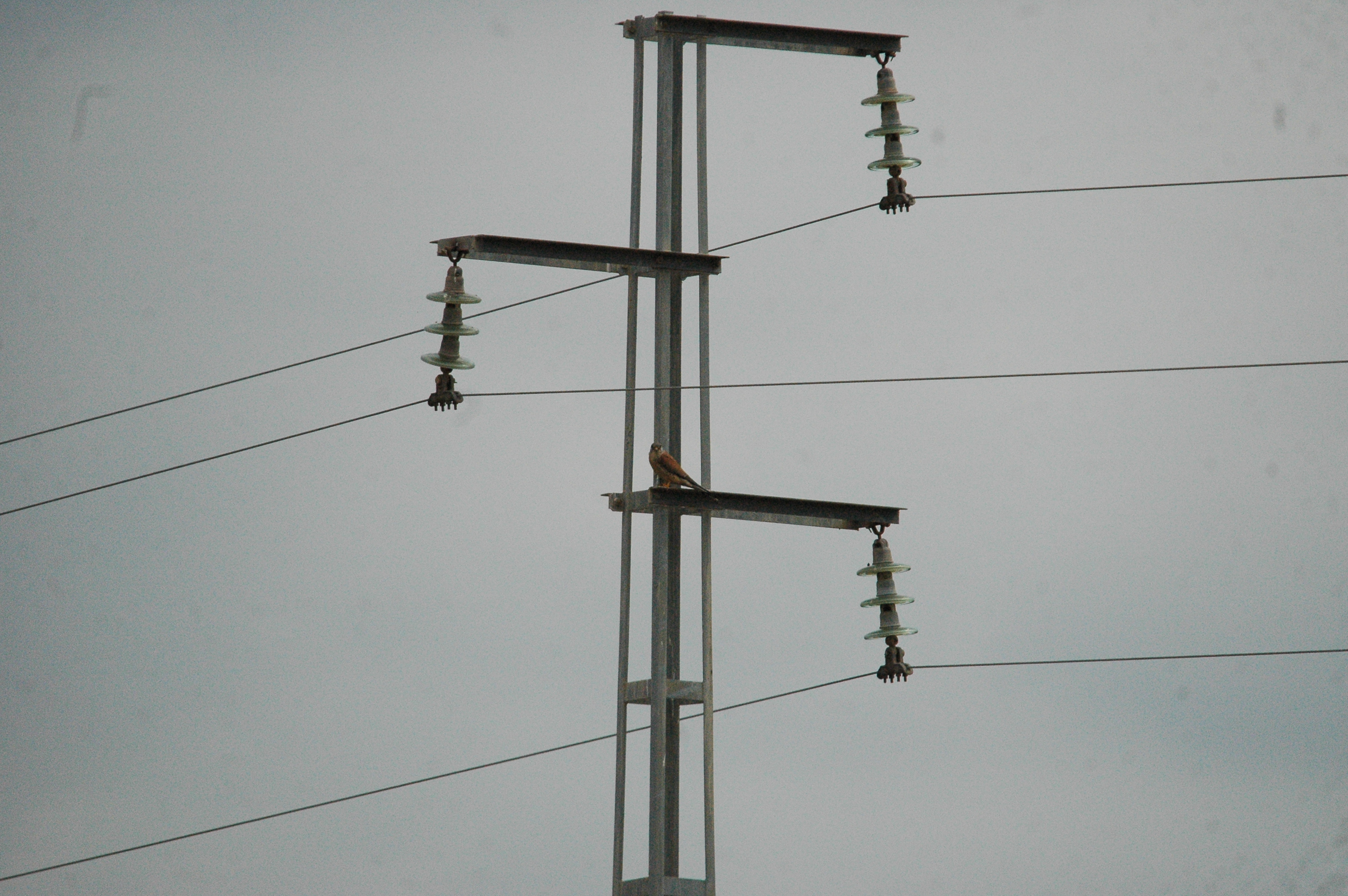photos/wildlife/Bird_Species/032-Hawks-Eagles-Harriers-Falcons/0865-Kestrel/20090927-Spain-04.jpg