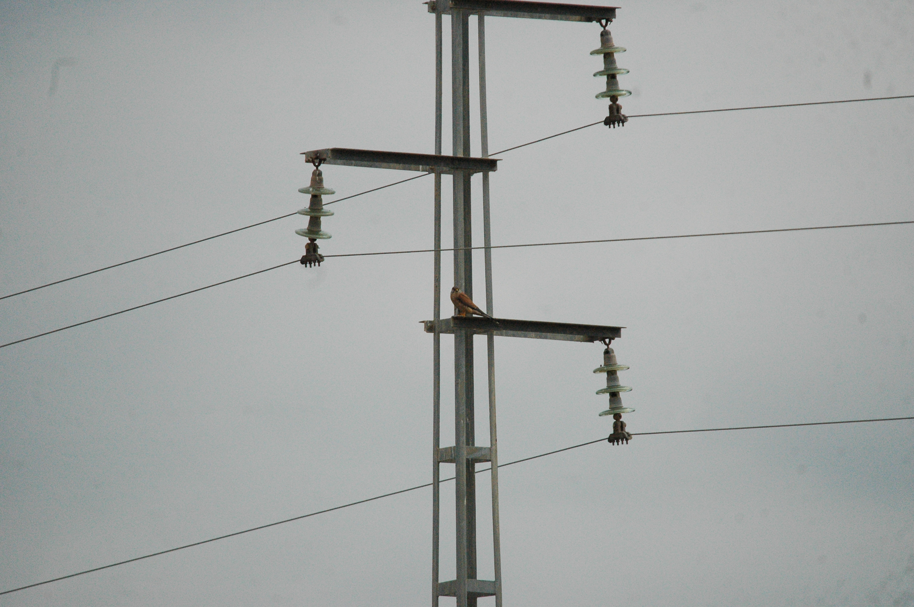 photos/wildlife/Bird_Species/032-Hawks-Eagles-Harriers-Falcons/0865-Kestrel/20090927-Spain-05.jpg