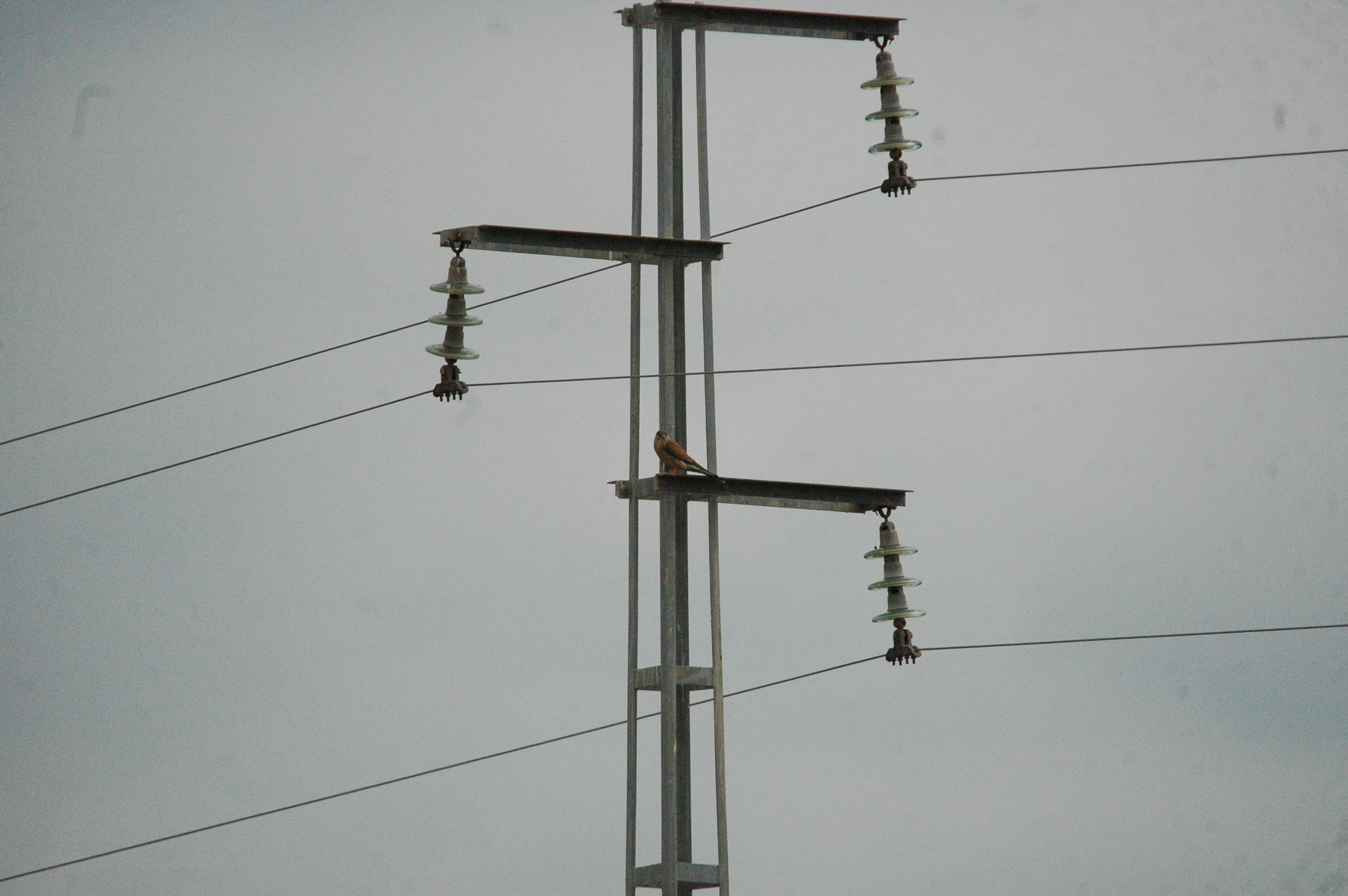 photos/wildlife/Bird_Species/032-Hawks-Eagles-Harriers-Falcons/0865-Kestrel/20090927-Spain-06.jpg