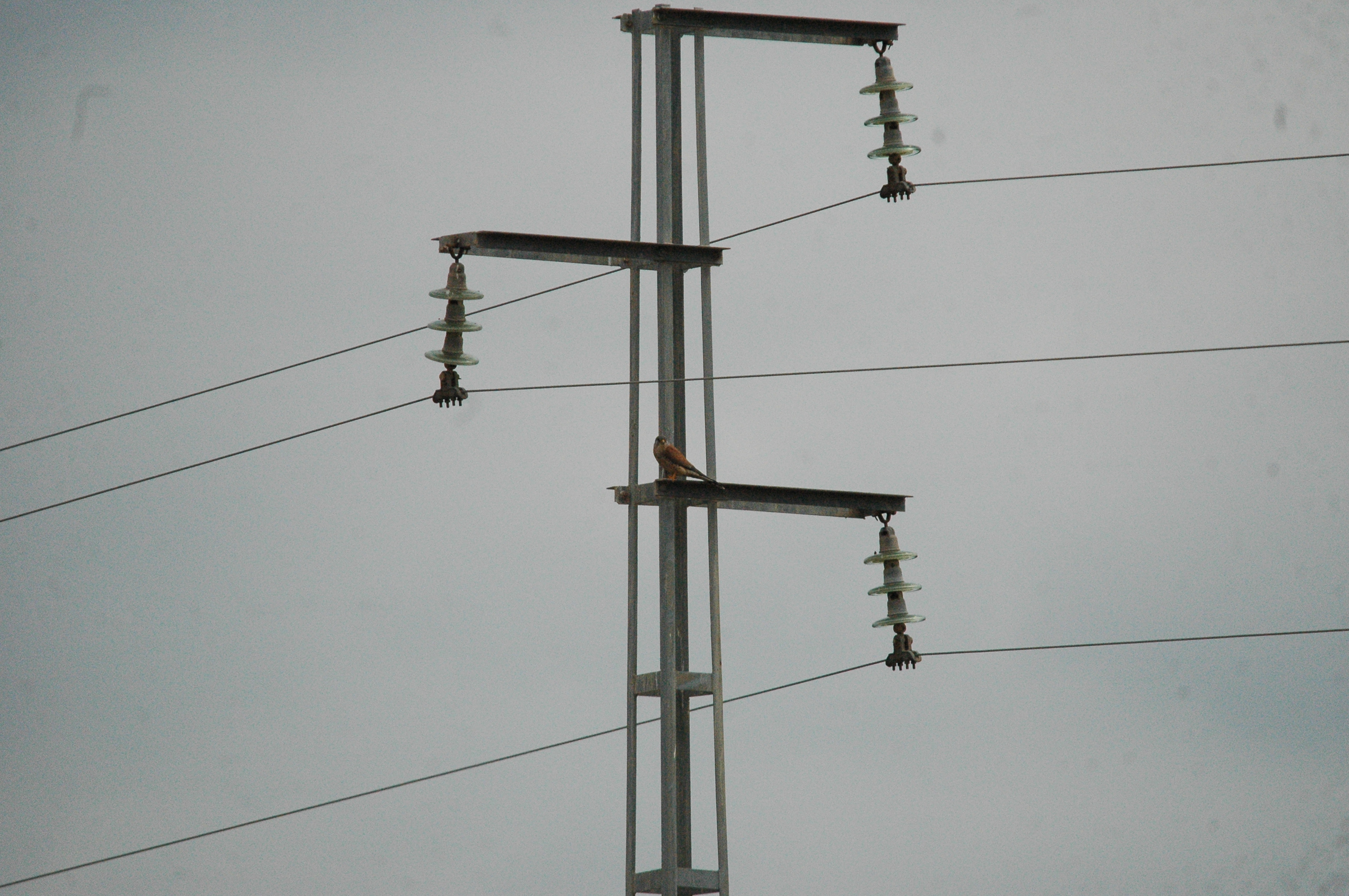 photos/wildlife/Bird_Species/032-Hawks-Eagles-Harriers-Falcons/0865-Kestrel/20090927-Spain-07.jpg