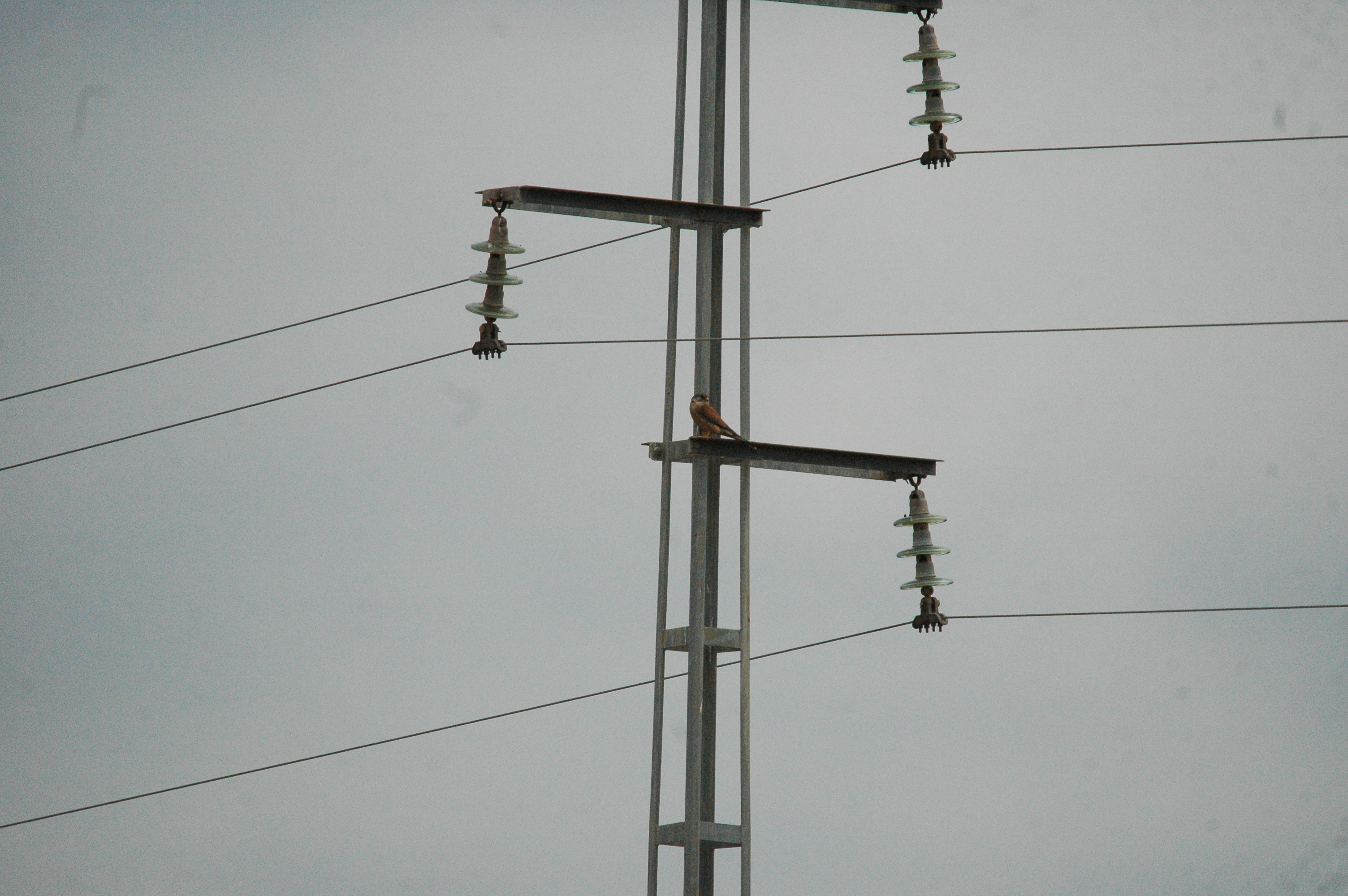 photos/wildlife/Bird_Species/032-Hawks-Eagles-Harriers-Falcons/0865-Kestrel/20090927-Spain-09.jpg