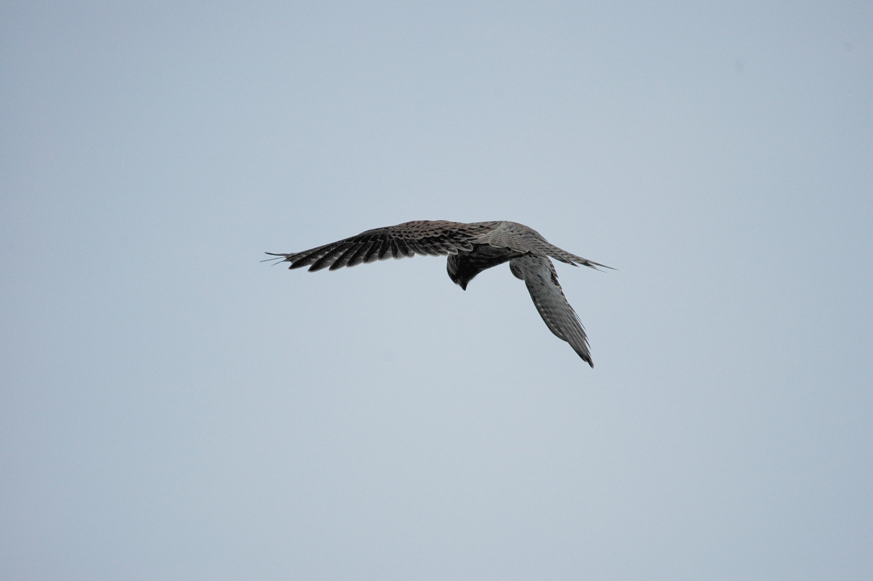 photos/wildlife/Bird_Species/032-Hawks-Eagles-Harriers-Falcons/0865-Kestrel/DSC_3298.JPG