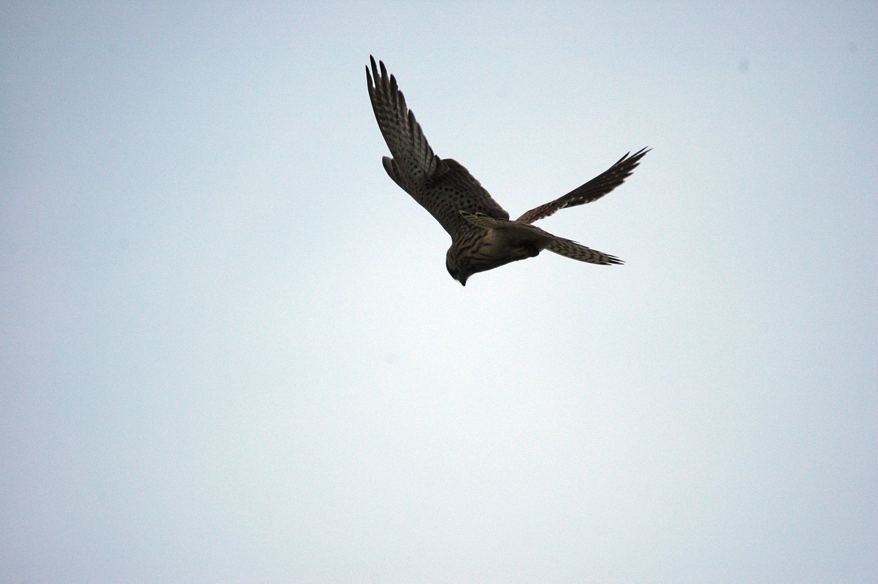 photos/wildlife/Bird_Species/032-Hawks-Eagles-Harriers-Falcons/0865-Kestrel/DSC_3299.JPG