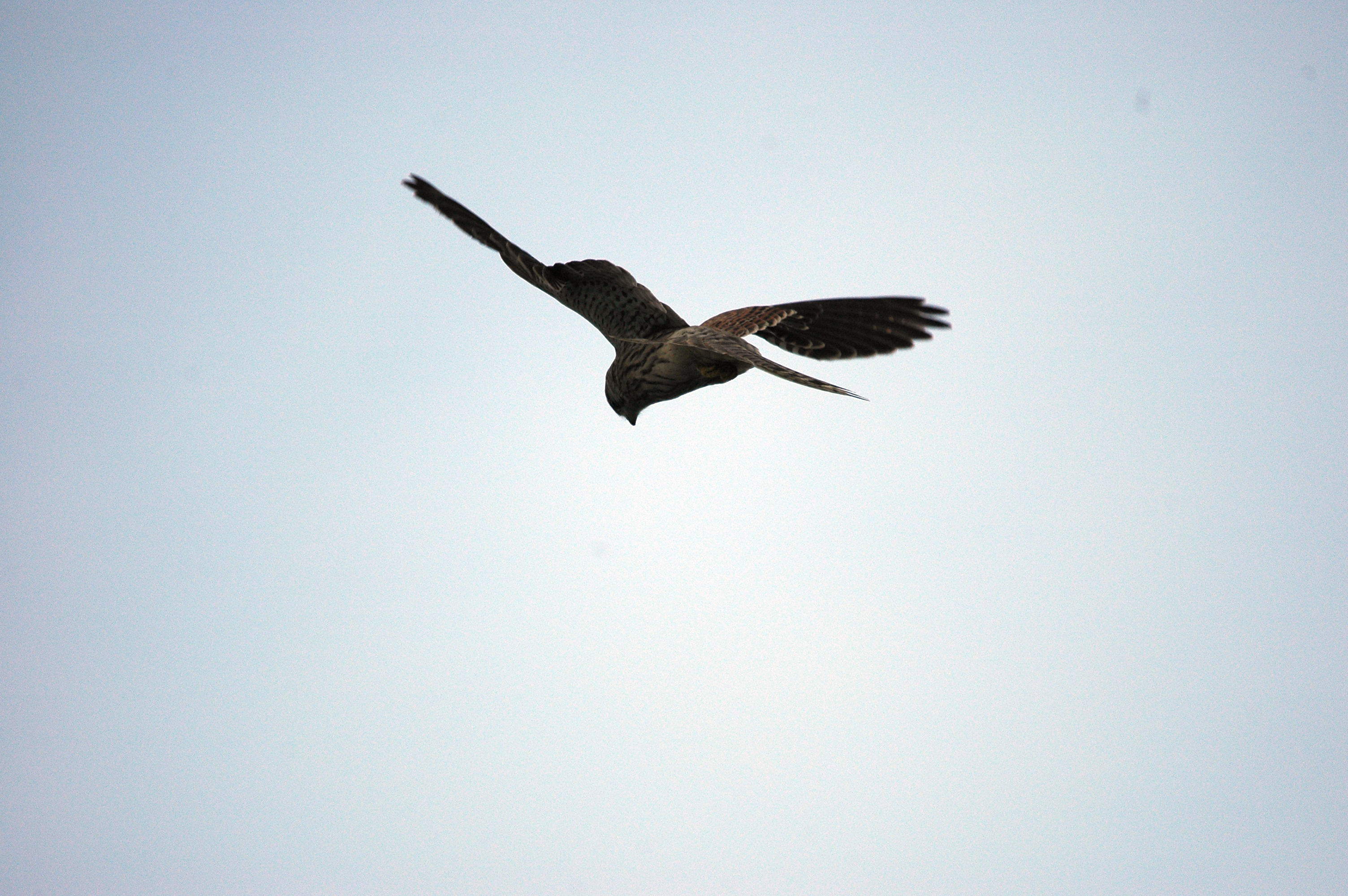 photos/wildlife/Bird_Species/032-Hawks-Eagles-Harriers-Falcons/0865-Kestrel/DSC_3300.JPG