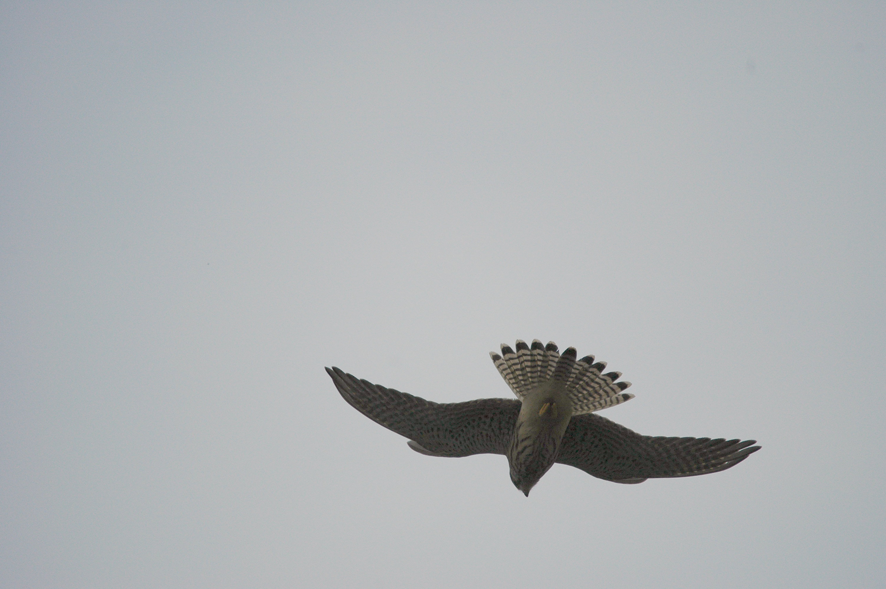 photos/wildlife/Bird_Species/032-Hawks-Eagles-Harriers-Falcons/0865-Kestrel/DSC_3301.JPG