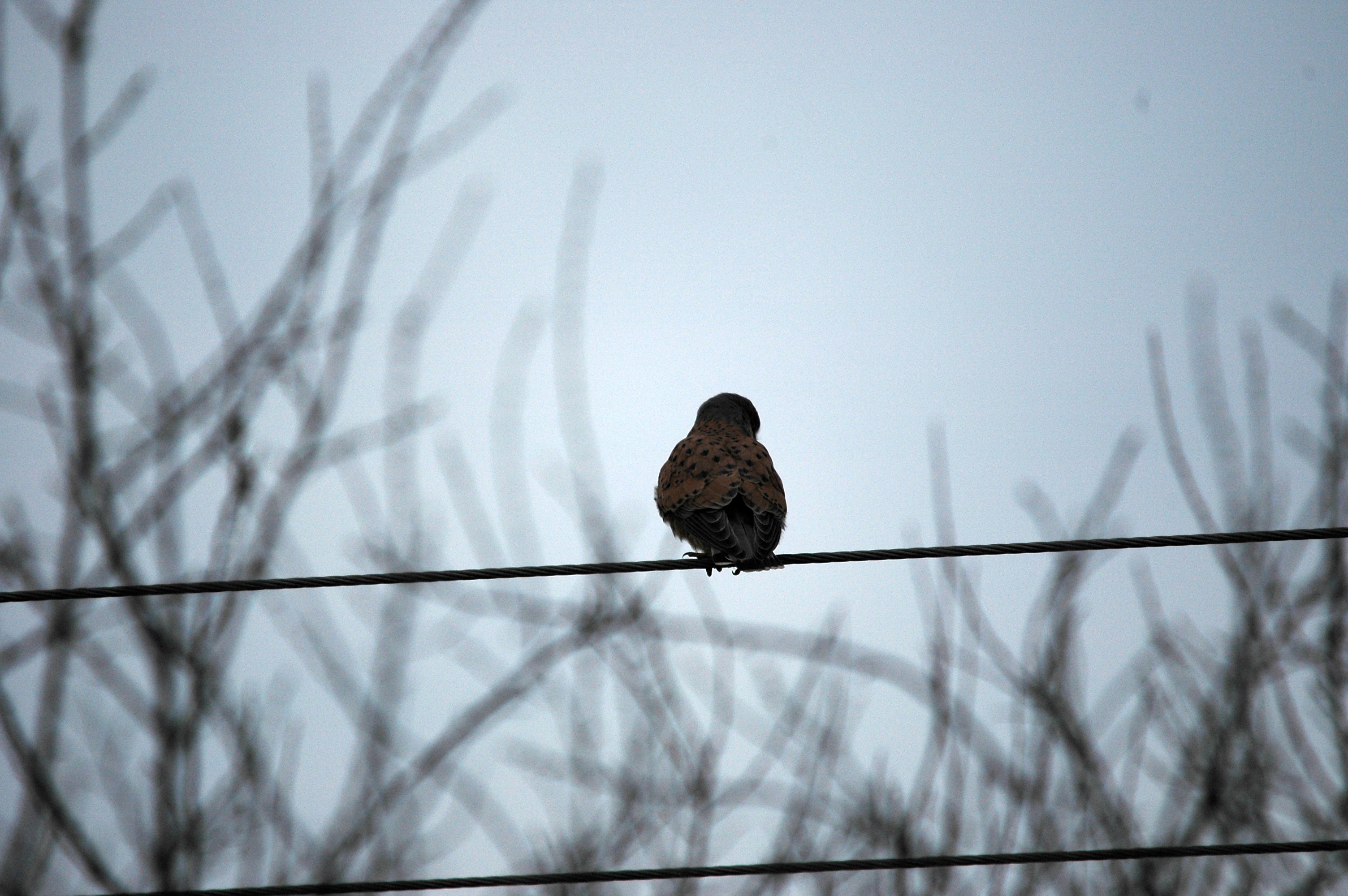 photos/wildlife/Bird_Species/032-Hawks-Eagles-Harriers-Falcons/0865-Kestrel/DSC_4911.JPG