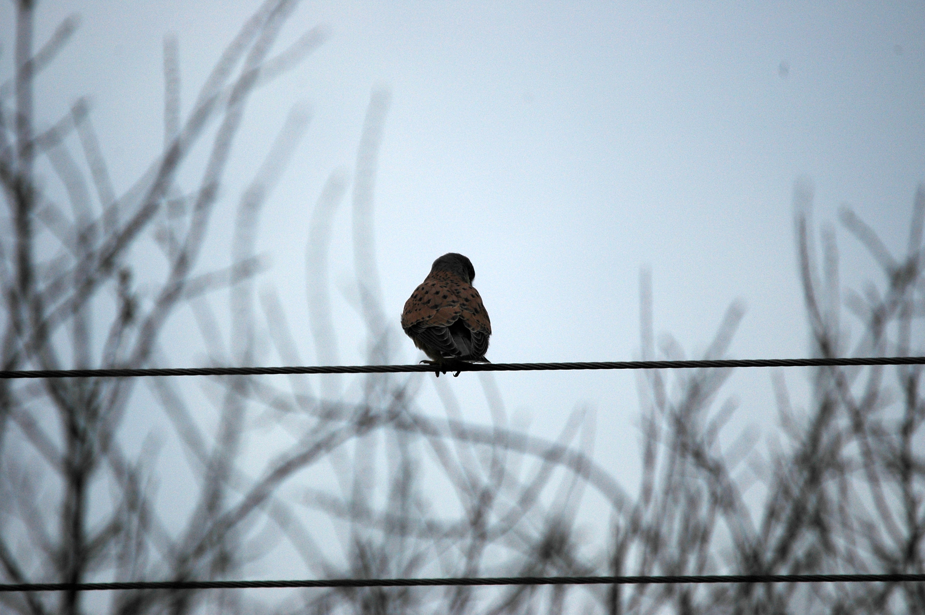 photos/wildlife/Bird_Species/032-Hawks-Eagles-Harriers-Falcons/0865-Kestrel/DSC_4912.JPG