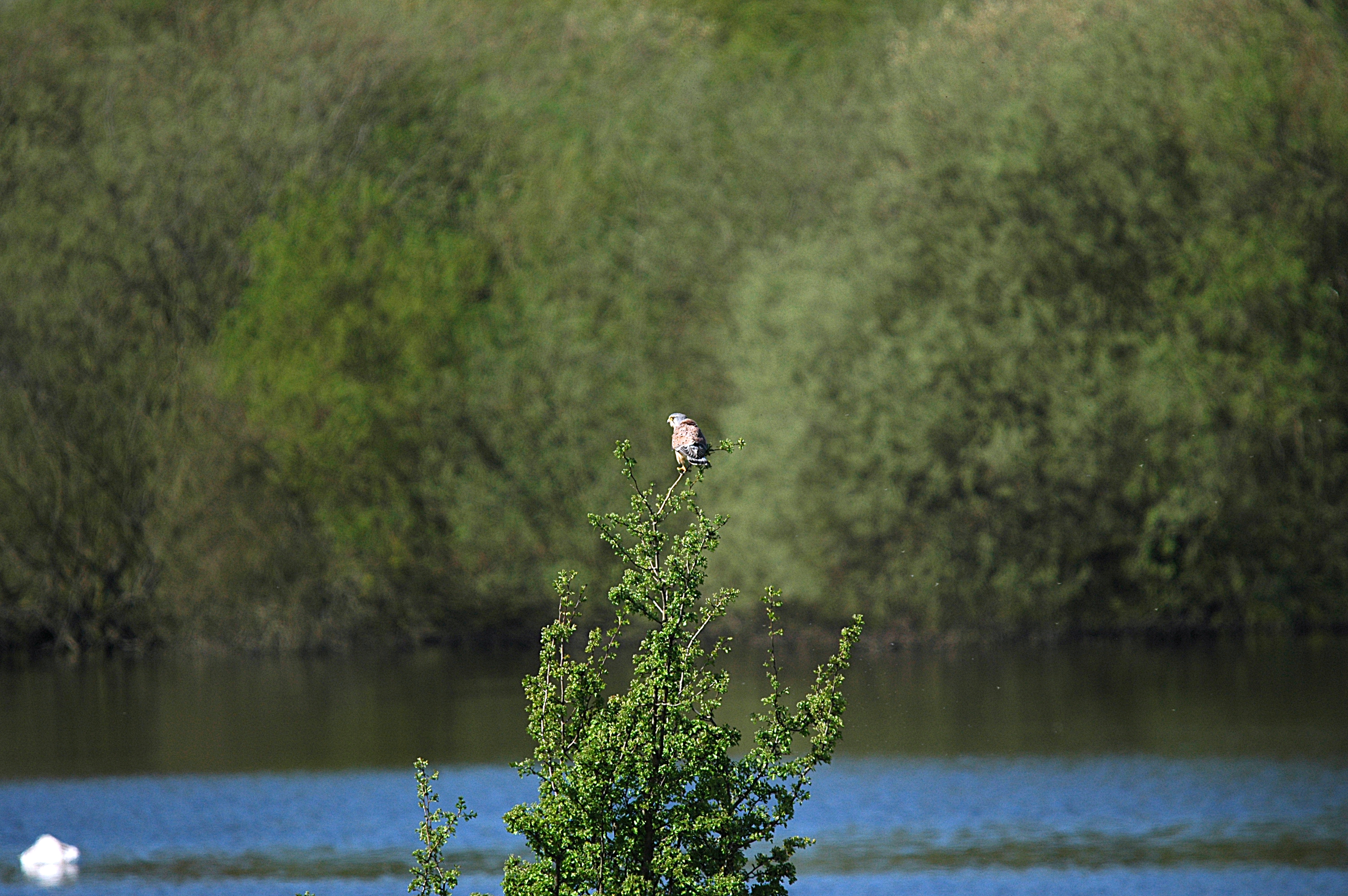 photos/wildlife/Bird_Species/032-Hawks-Eagles-Harriers-Falcons/0865-Kestrel/DSC_5475.JPG