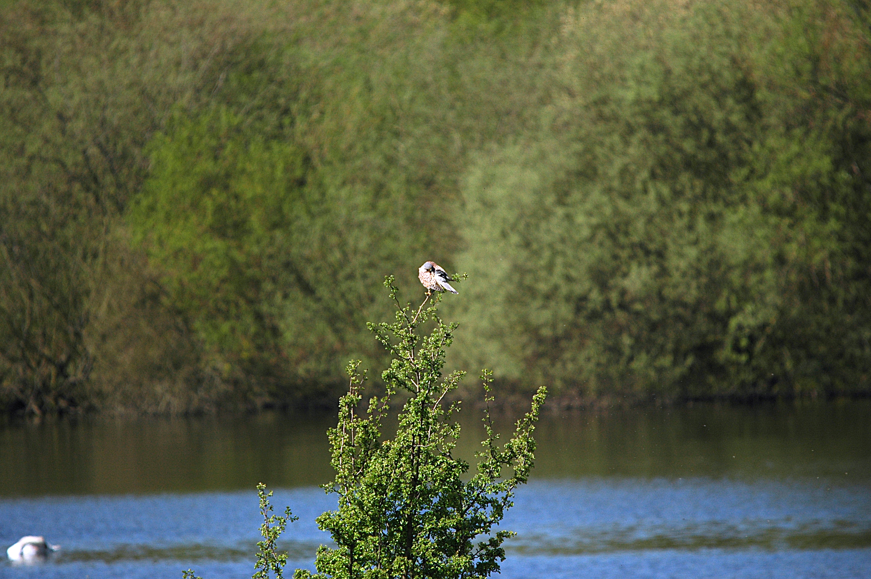 photos/wildlife/Bird_Species/032-Hawks-Eagles-Harriers-Falcons/0865-Kestrel/DSC_5476.JPG