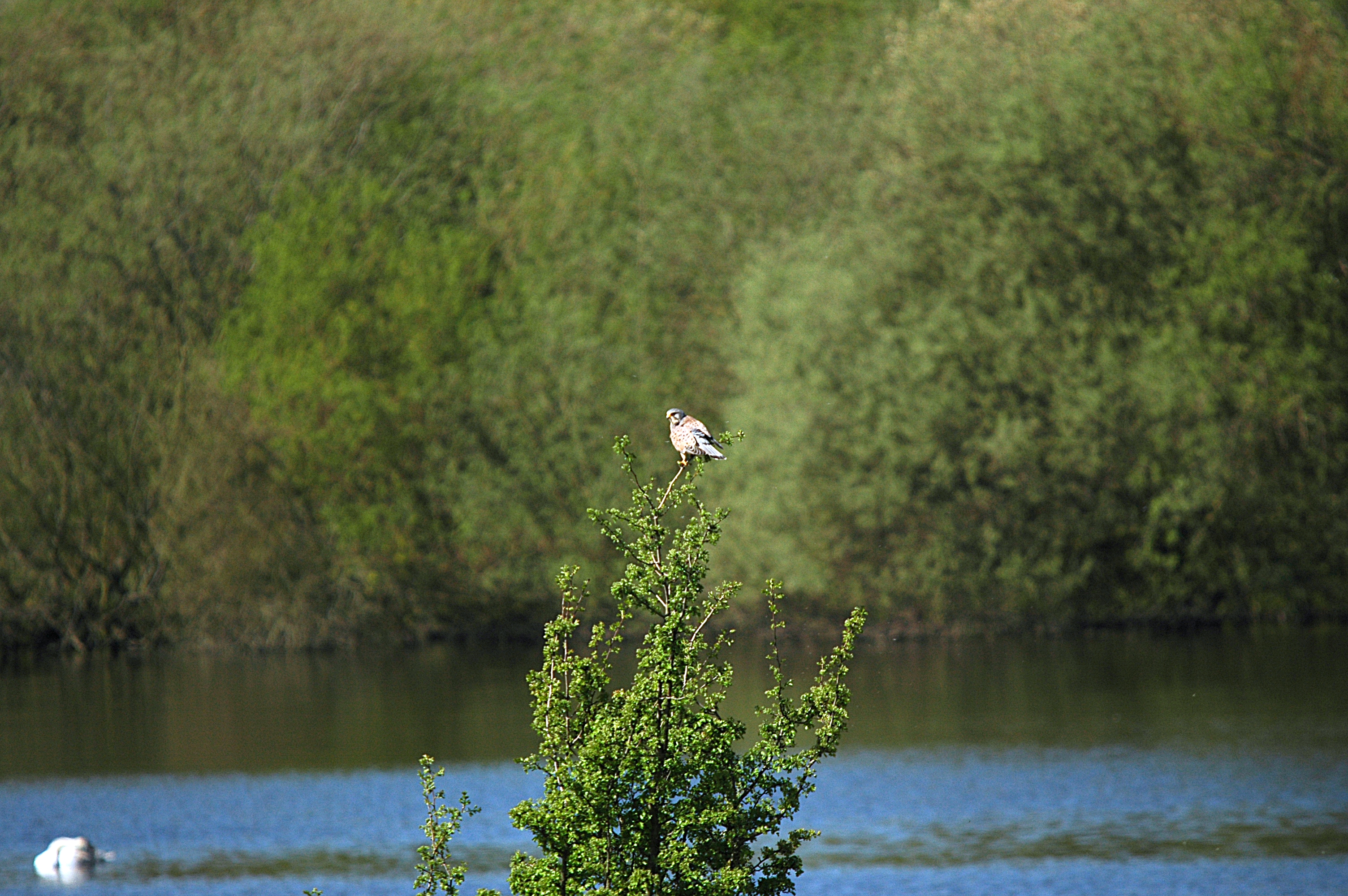 photos/wildlife/Bird_Species/032-Hawks-Eagles-Harriers-Falcons/0865-Kestrel/DSC_5477.JPG