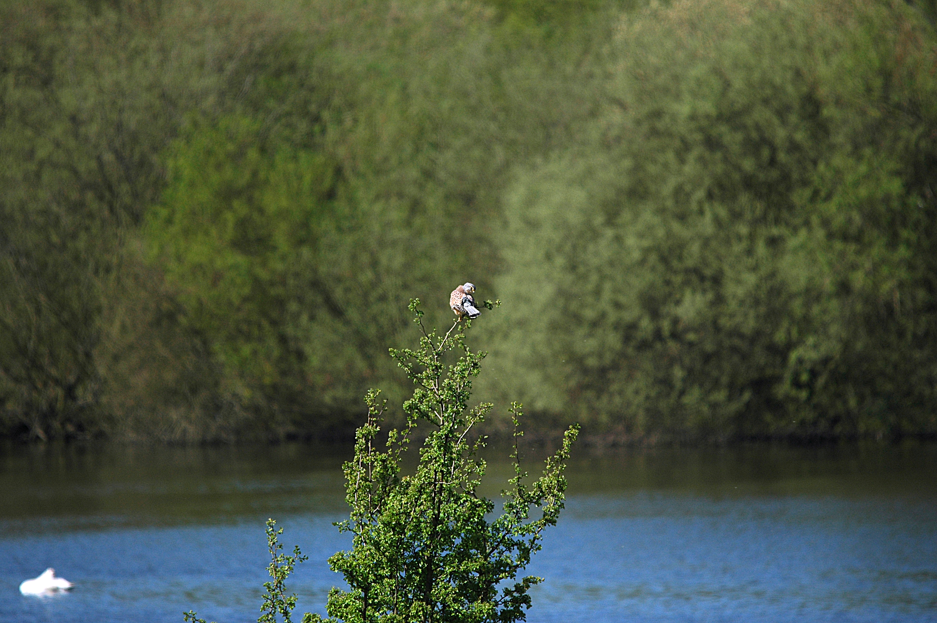 photos/wildlife/Bird_Species/032-Hawks-Eagles-Harriers-Falcons/0865-Kestrel/DSC_5478.JPG