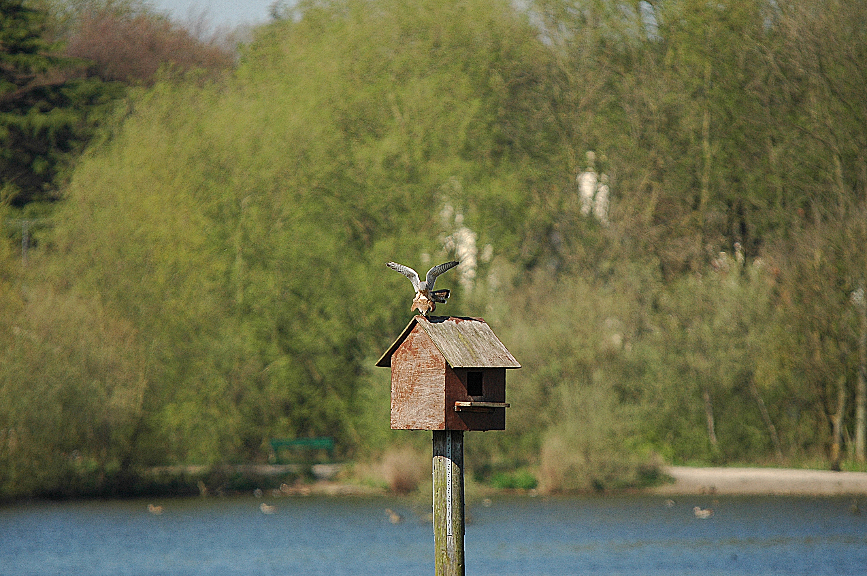 photos/wildlife/Bird_Species/032-Hawks-Eagles-Harriers-Falcons/0865-Kestrel/DSC_5520.JPG