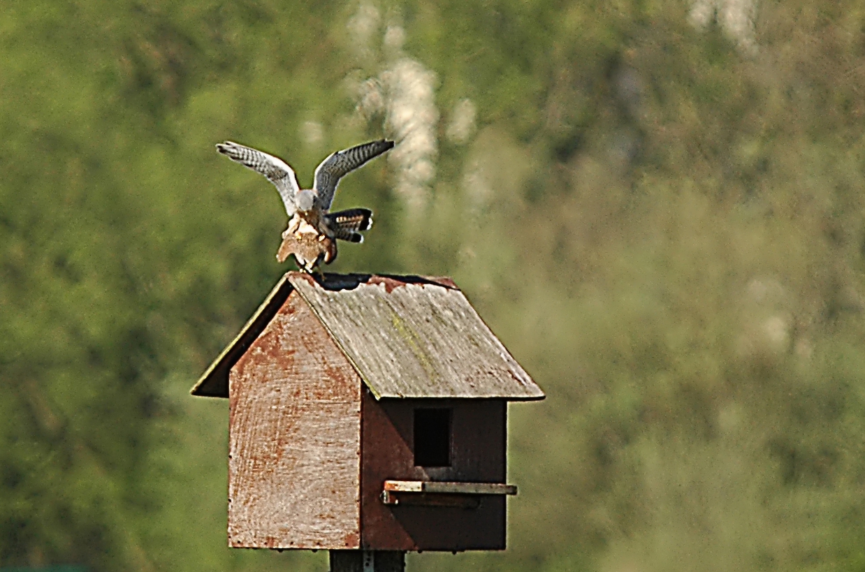 photos/wildlife/Bird_Species/032-Hawks-Eagles-Harriers-Falcons/0865-Kestrel/DSC_5520_sm.jpg