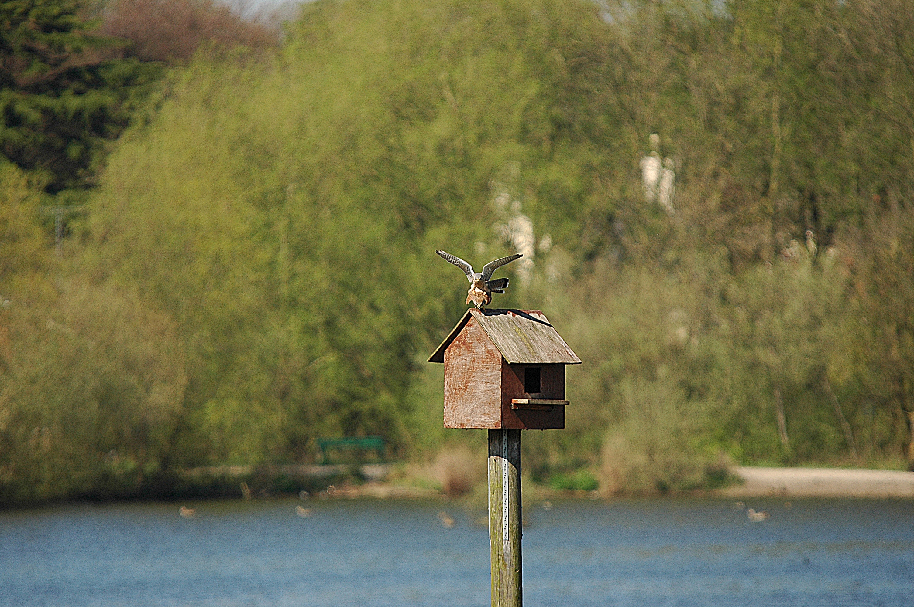 photos/wildlife/Bird_Species/032-Hawks-Eagles-Harriers-Falcons/0865-Kestrel/DSC_5521.JPG