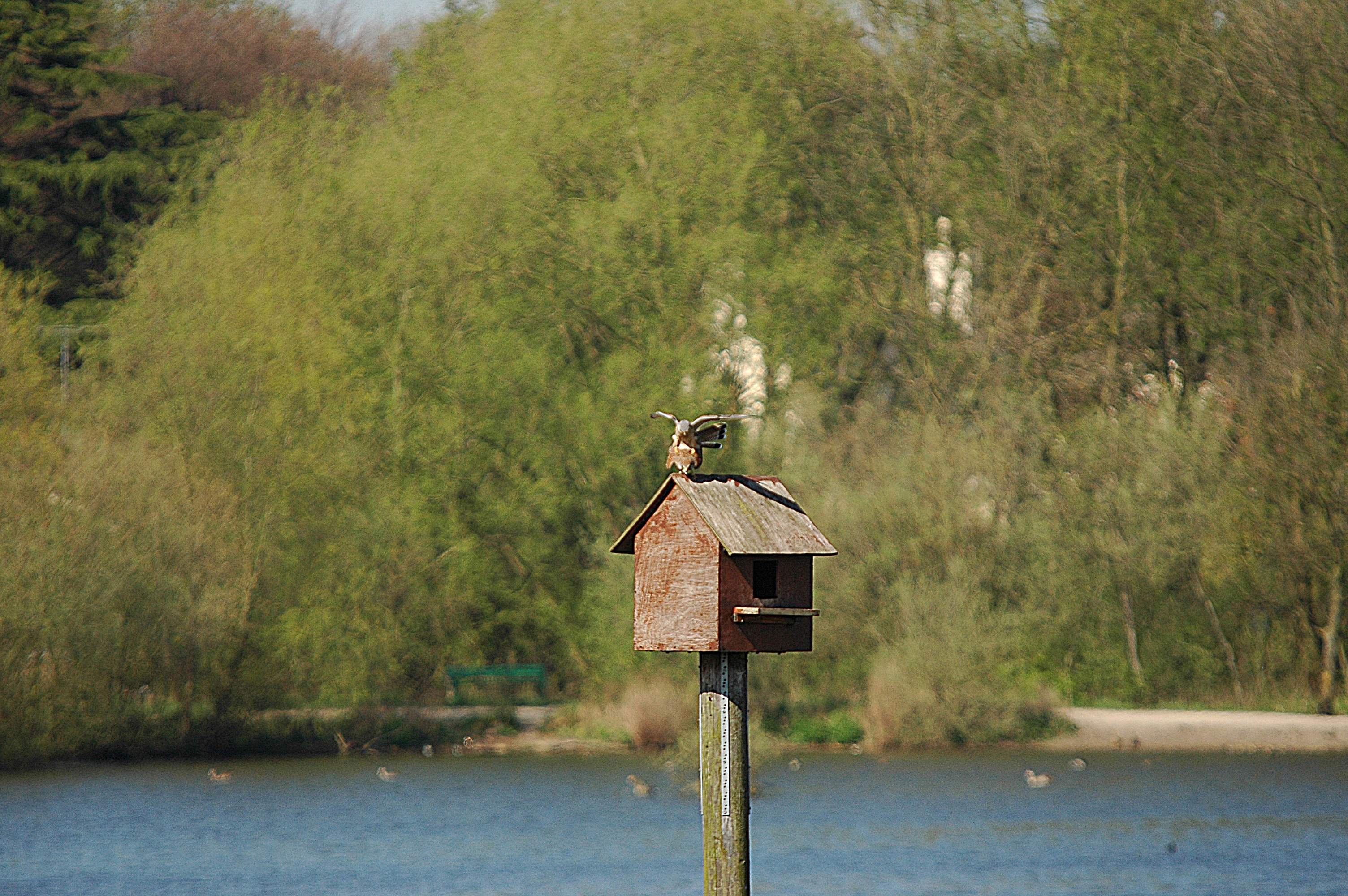 photos/wildlife/Bird_Species/032-Hawks-Eagles-Harriers-Falcons/0865-Kestrel/DSC_5522.JPG