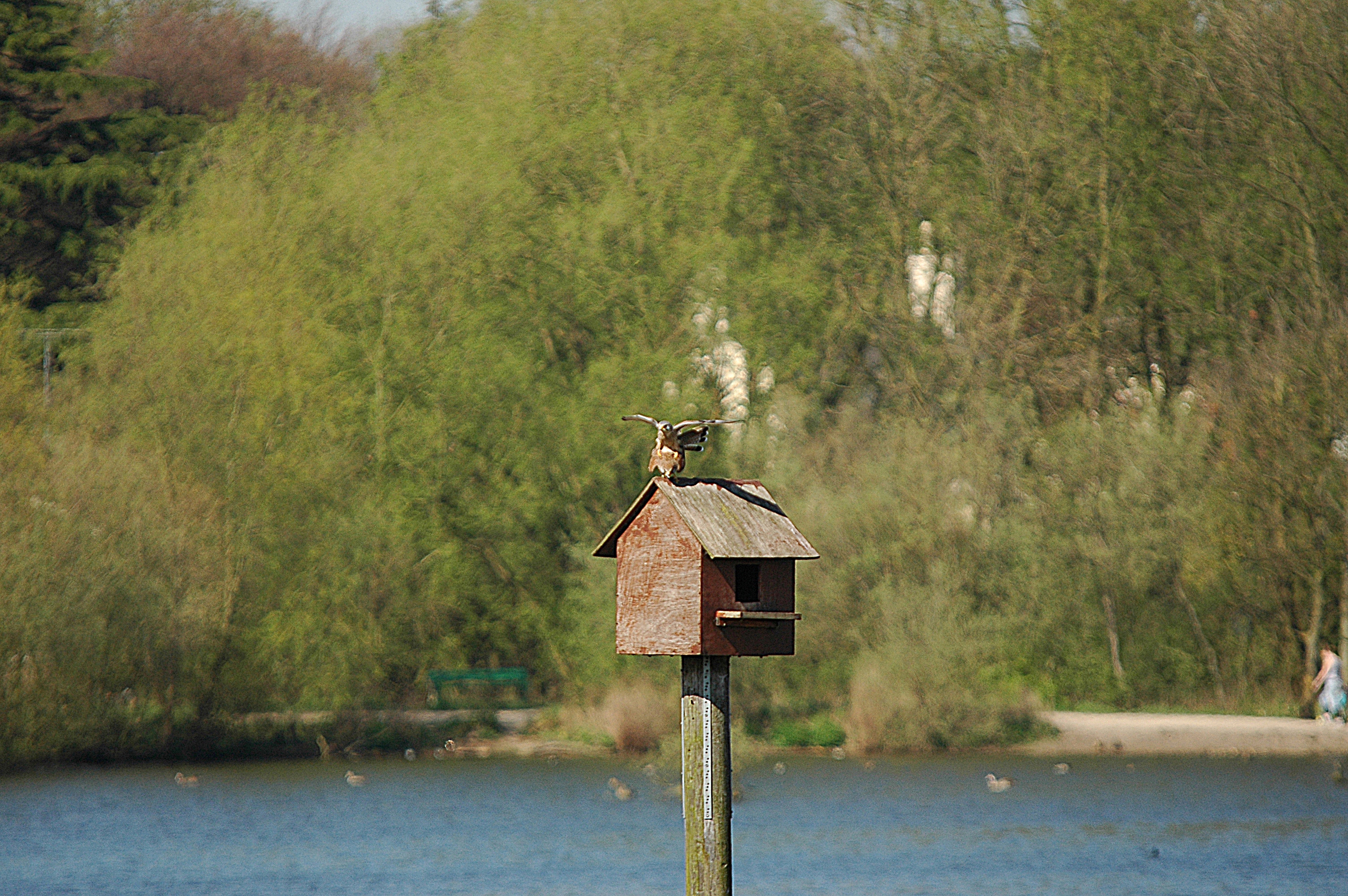 photos/wildlife/Bird_Species/032-Hawks-Eagles-Harriers-Falcons/0865-Kestrel/DSC_5523.JPG