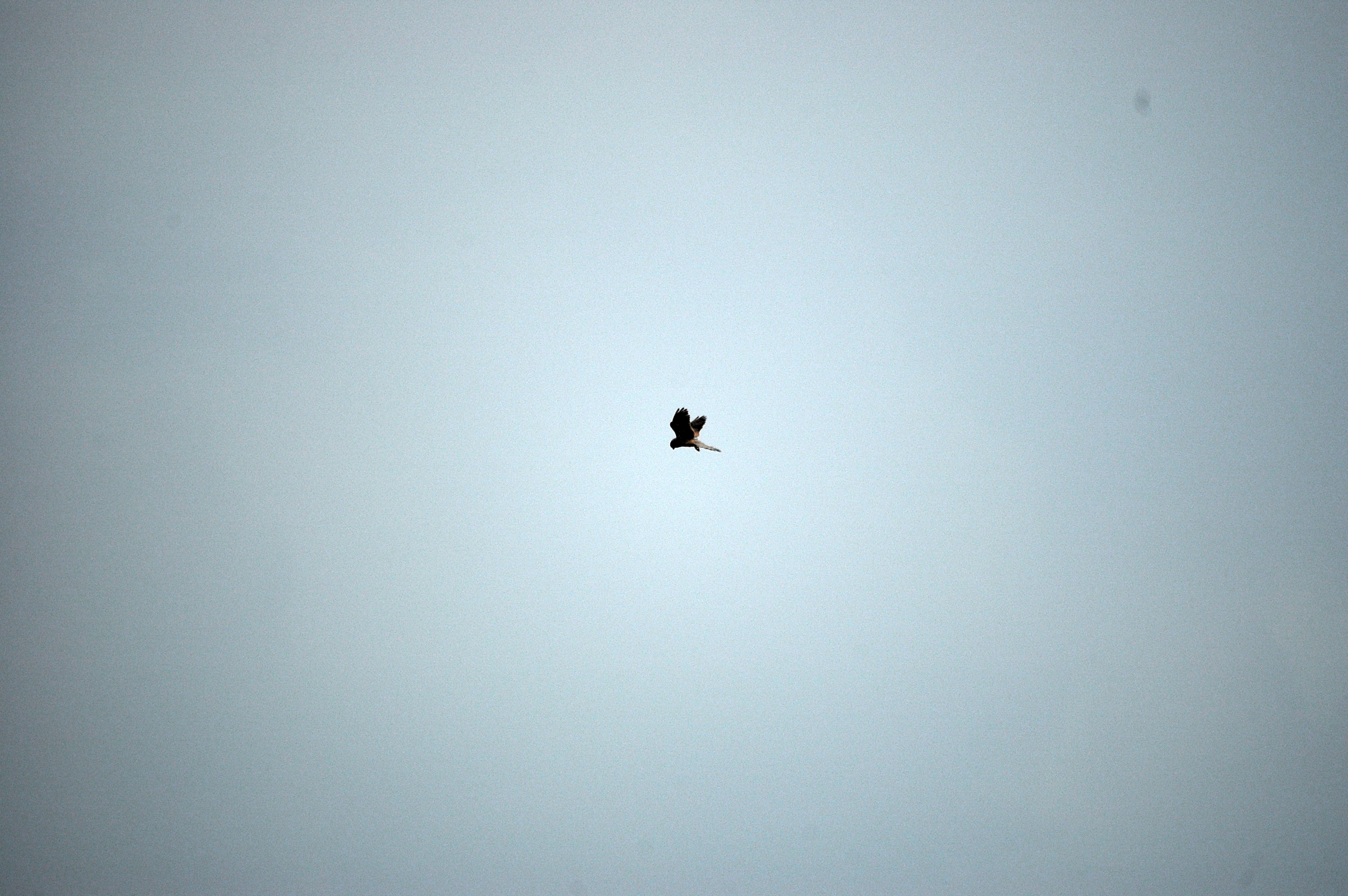 photos/wildlife/Bird_Species/032-Hawks-Eagles-Harriers-Falcons/0865-Kestrel/DSC_6612.JPG