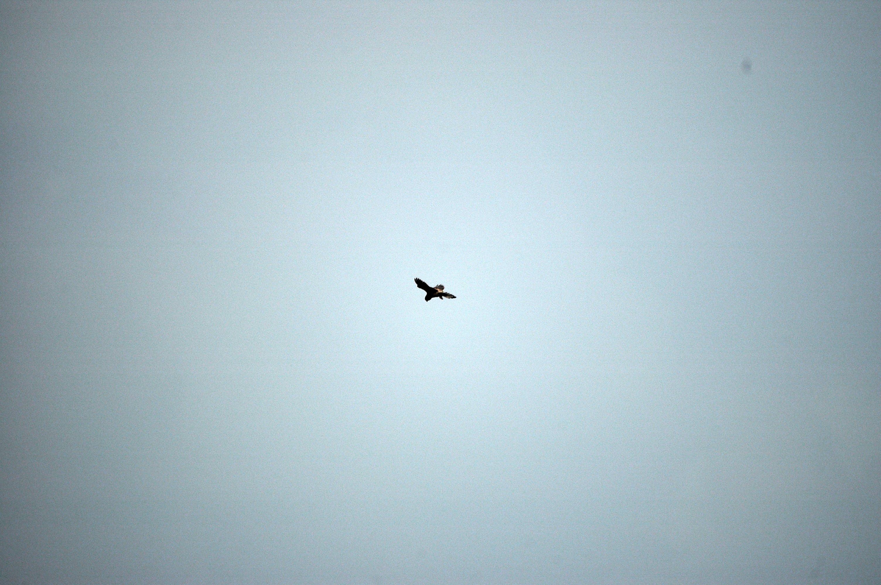 photos/wildlife/Bird_Species/032-Hawks-Eagles-Harriers-Falcons/0865-Kestrel/DSC_6613.JPG