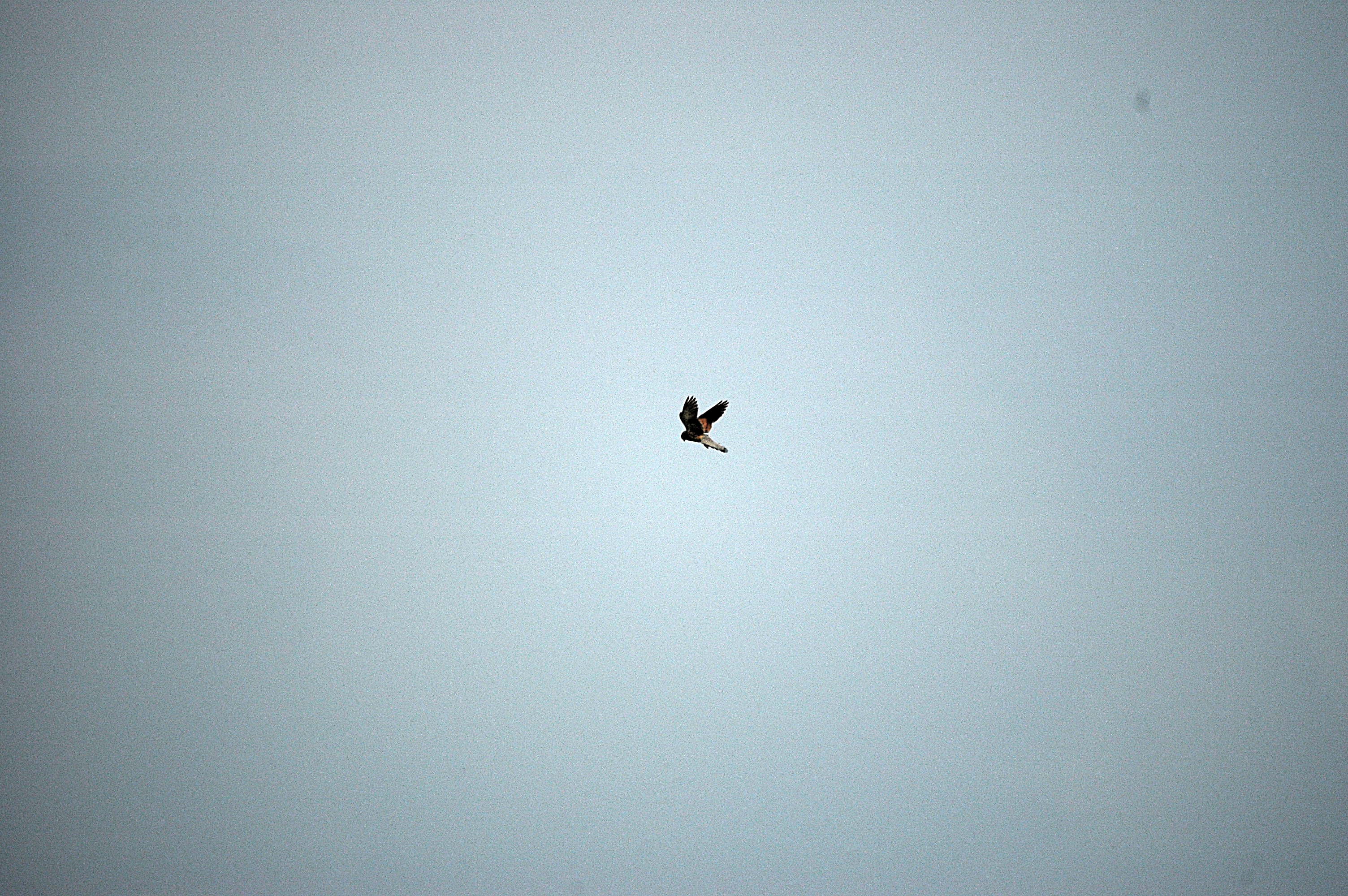 photos/wildlife/Bird_Species/032-Hawks-Eagles-Harriers-Falcons/0865-Kestrel/DSC_6614.JPG