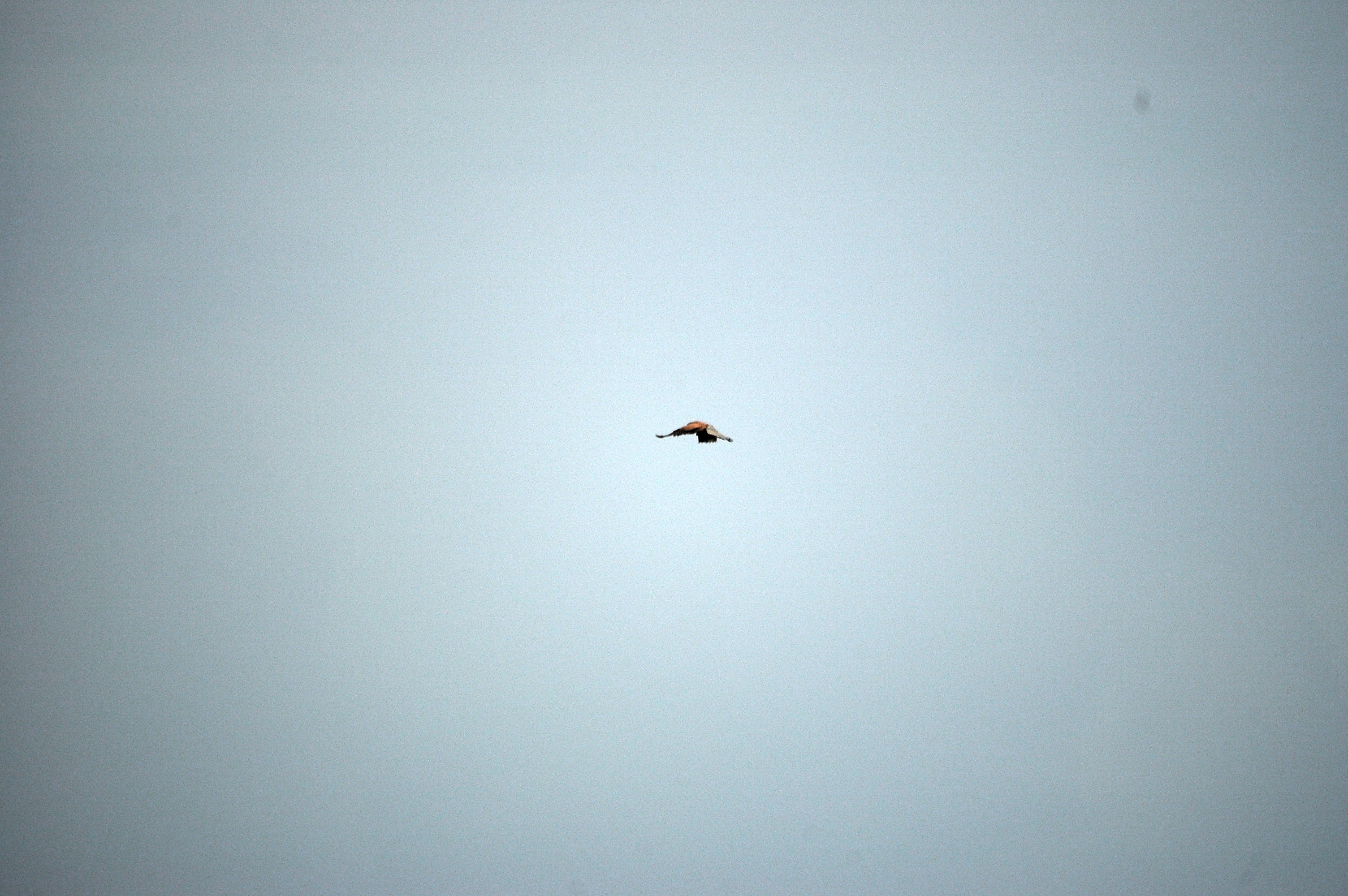 photos/wildlife/Bird_Species/032-Hawks-Eagles-Harriers-Falcons/0865-Kestrel/DSC_6615.JPG