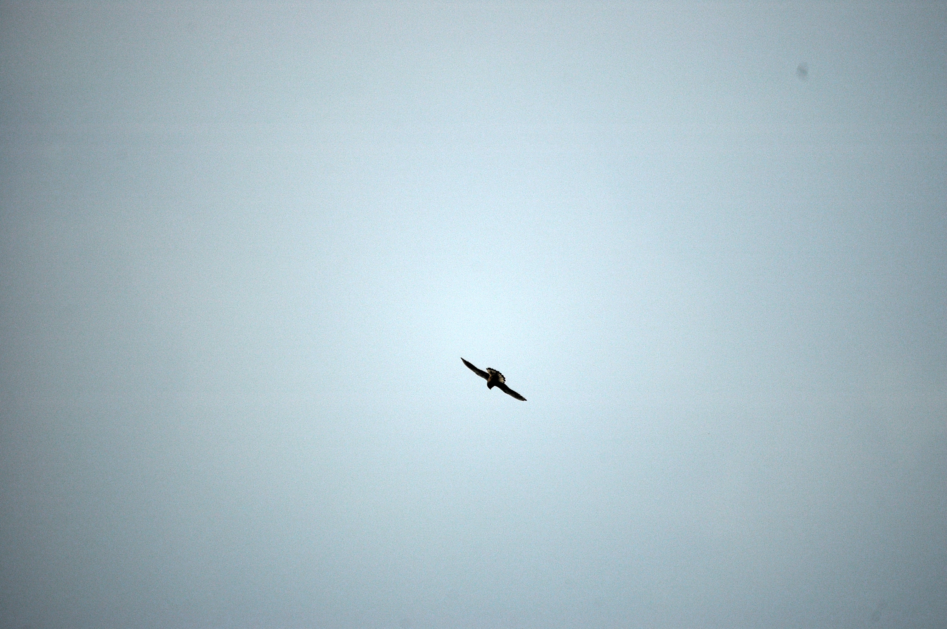 photos/wildlife/Bird_Species/032-Hawks-Eagles-Harriers-Falcons/0865-Kestrel/DSC_6616.JPG