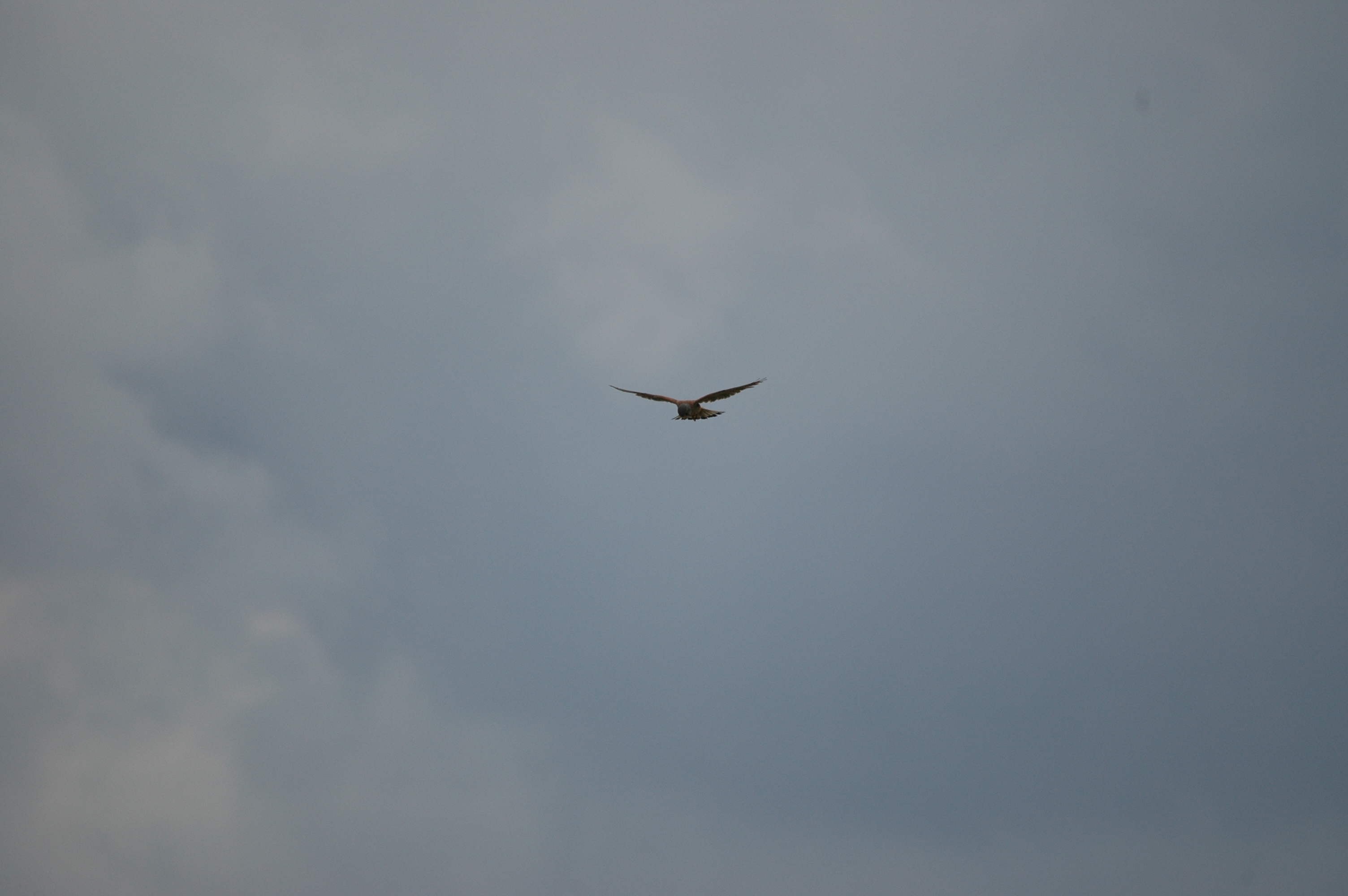 photos/wildlife/Bird_Species/032-Hawks-Eagles-Harriers-Falcons/0865-Kestrel/DSC_6956.JPG