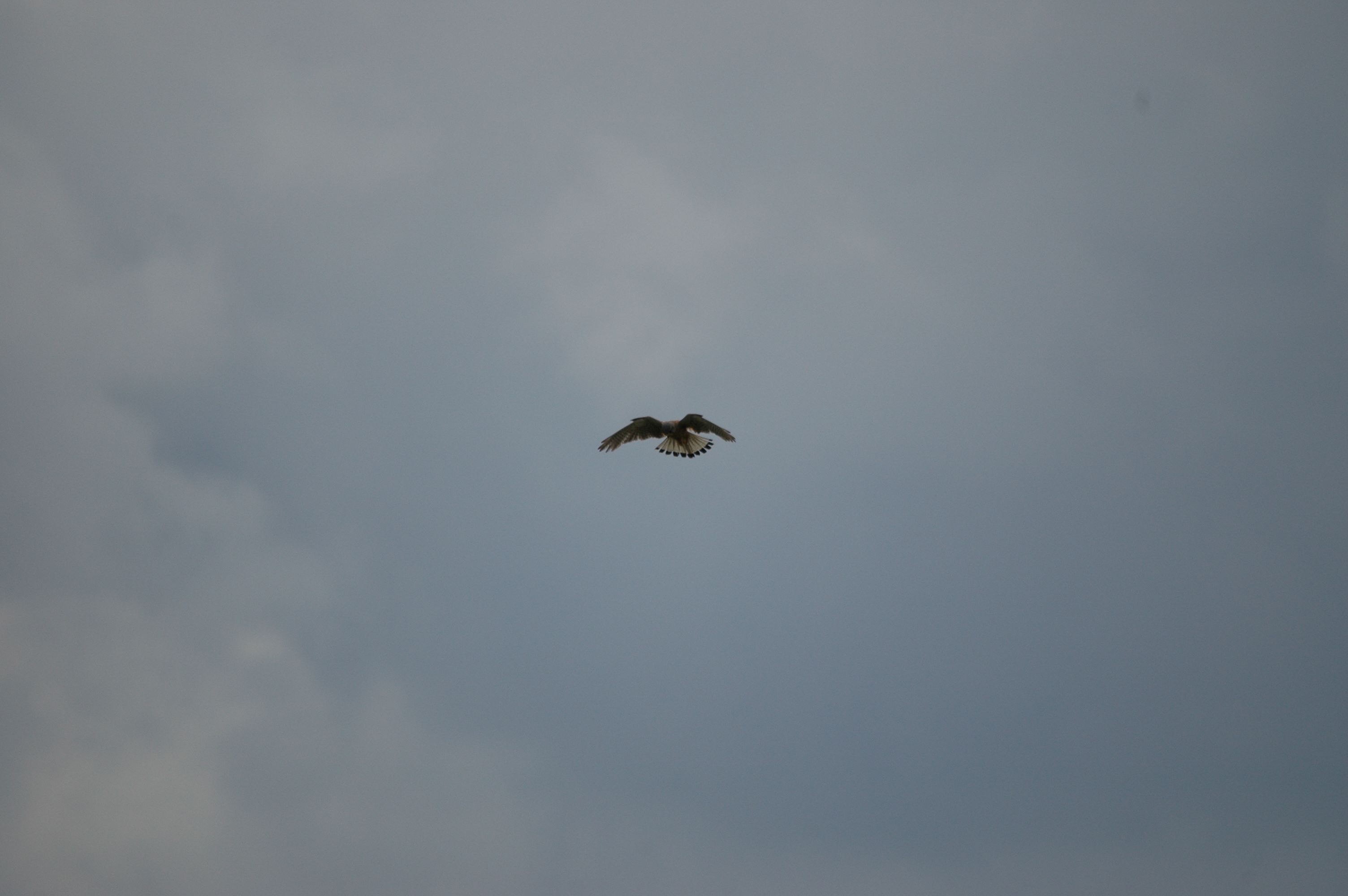 photos/wildlife/Bird_Species/032-Hawks-Eagles-Harriers-Falcons/0865-Kestrel/DSC_6958.JPG
