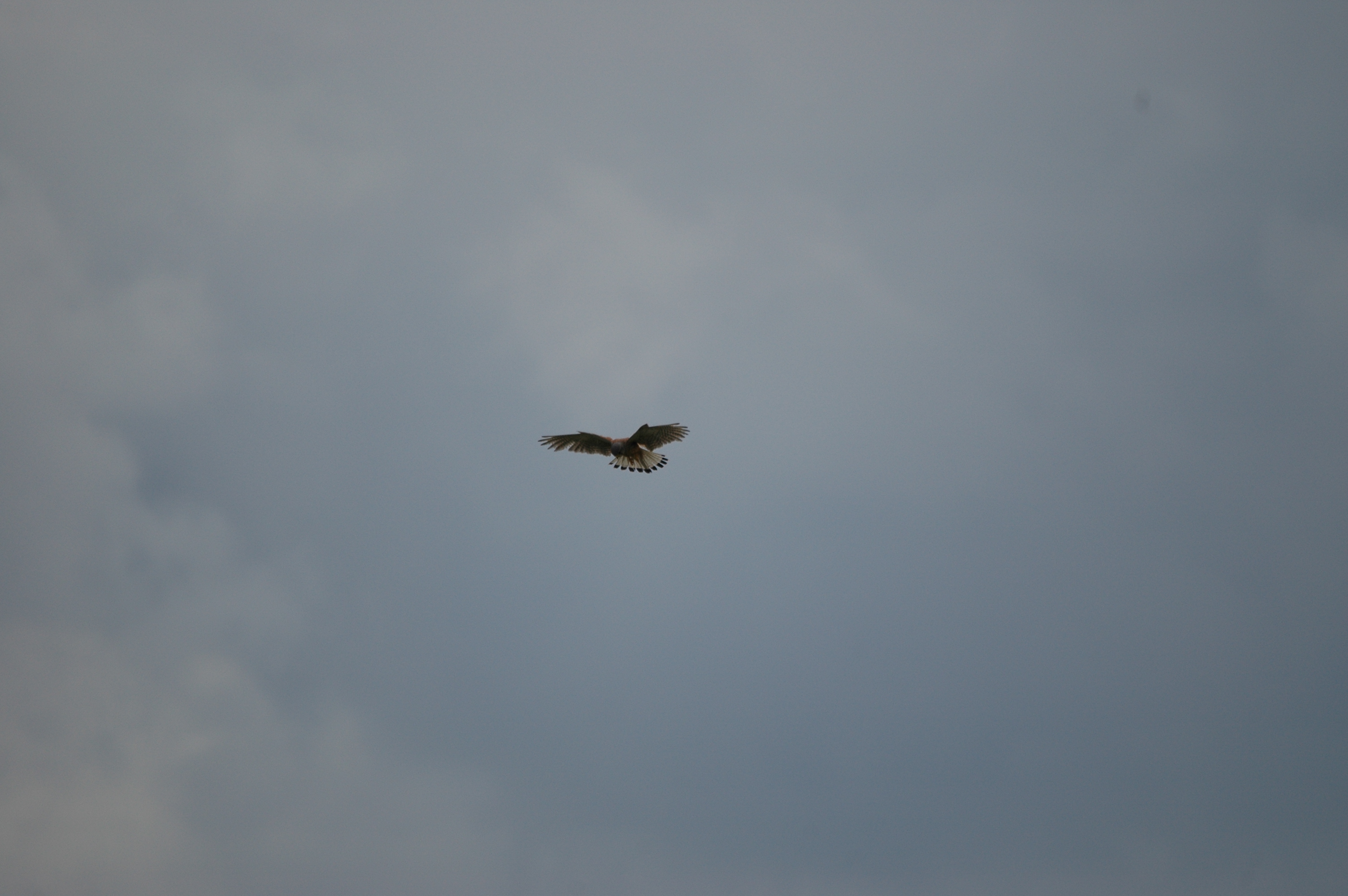 photos/wildlife/Bird_Species/032-Hawks-Eagles-Harriers-Falcons/0865-Kestrel/DSC_6959.JPG