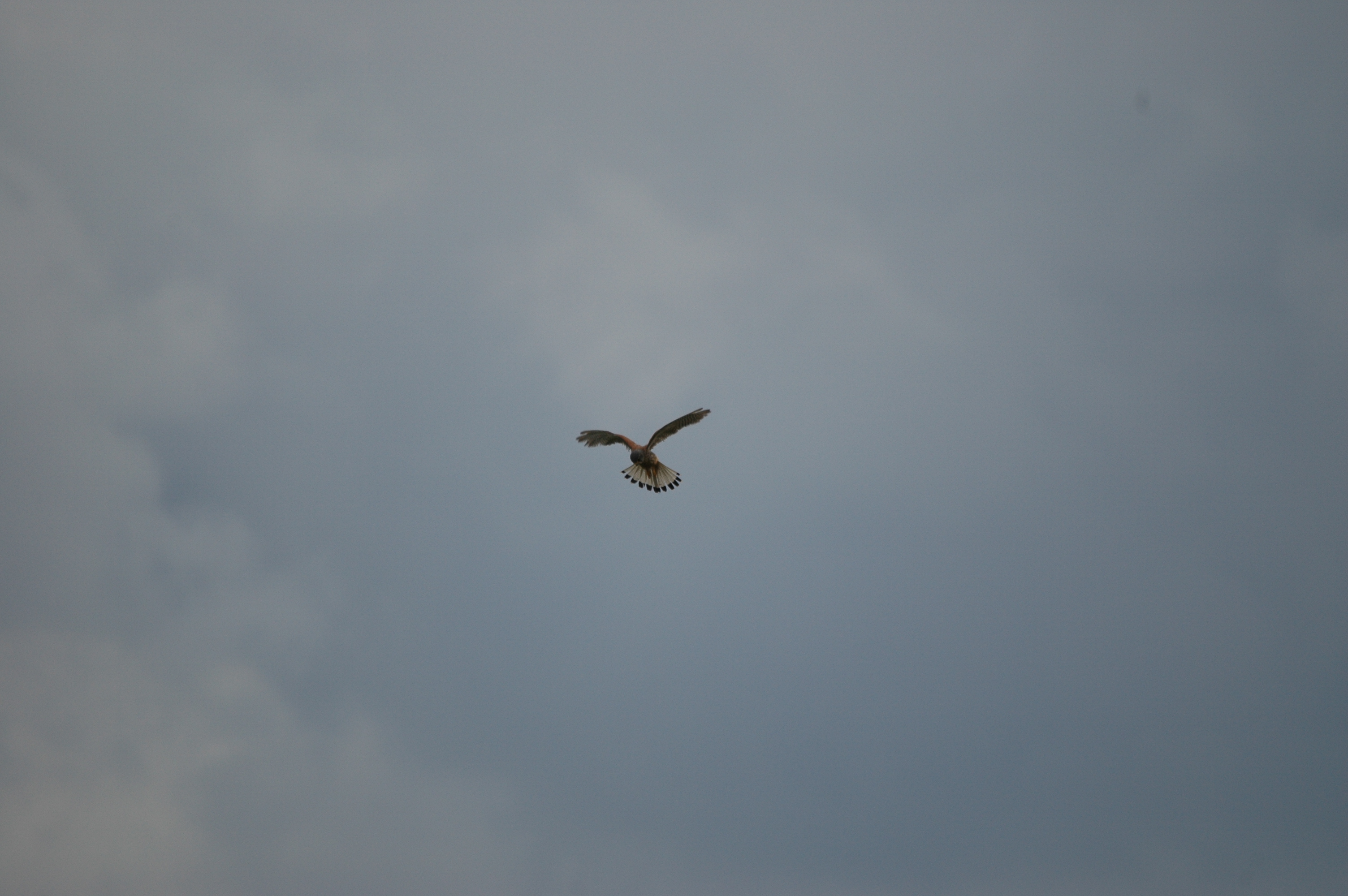 photos/wildlife/Bird_Species/032-Hawks-Eagles-Harriers-Falcons/0865-Kestrel/DSC_6960.JPG