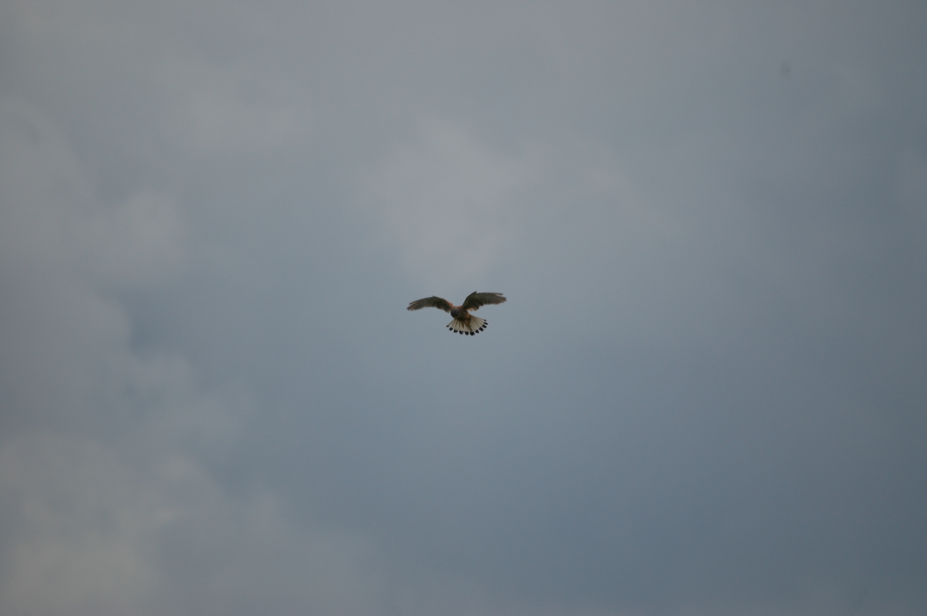 photos/wildlife/Bird_Species/032-Hawks-Eagles-Harriers-Falcons/0865-Kestrel/DSC_6961.JPG