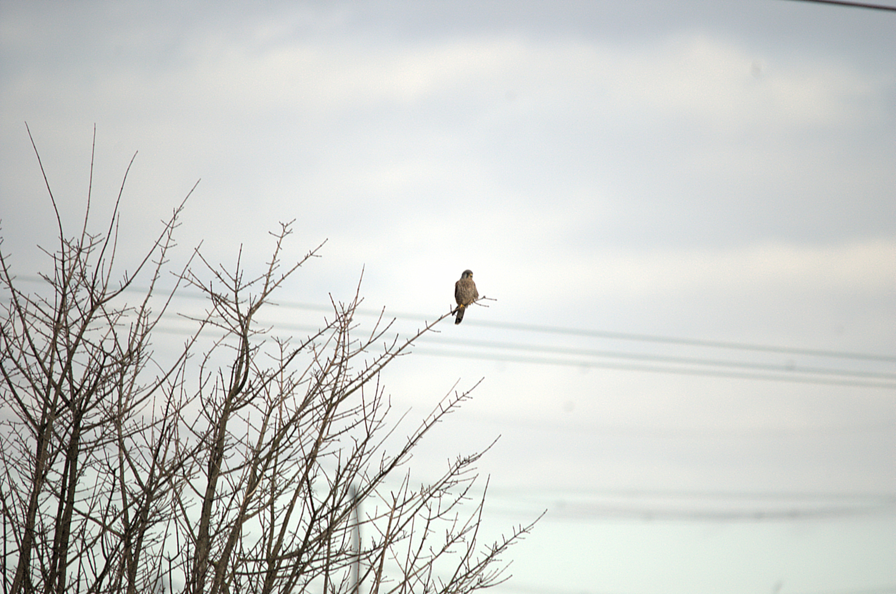 photos/wildlife/Bird_Species/032-Hawks-Eagles-Harriers-Falcons/0865-Kestrel/dsc_1830.jpeg