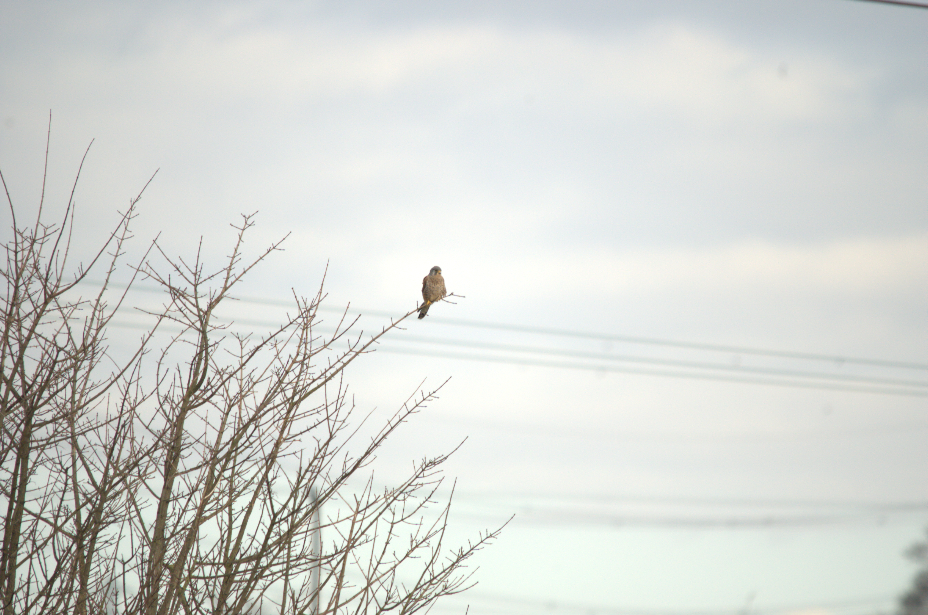 photos/wildlife/Bird_Species/032-Hawks-Eagles-Harriers-Falcons/0865-Kestrel/dsc_1831.jpeg