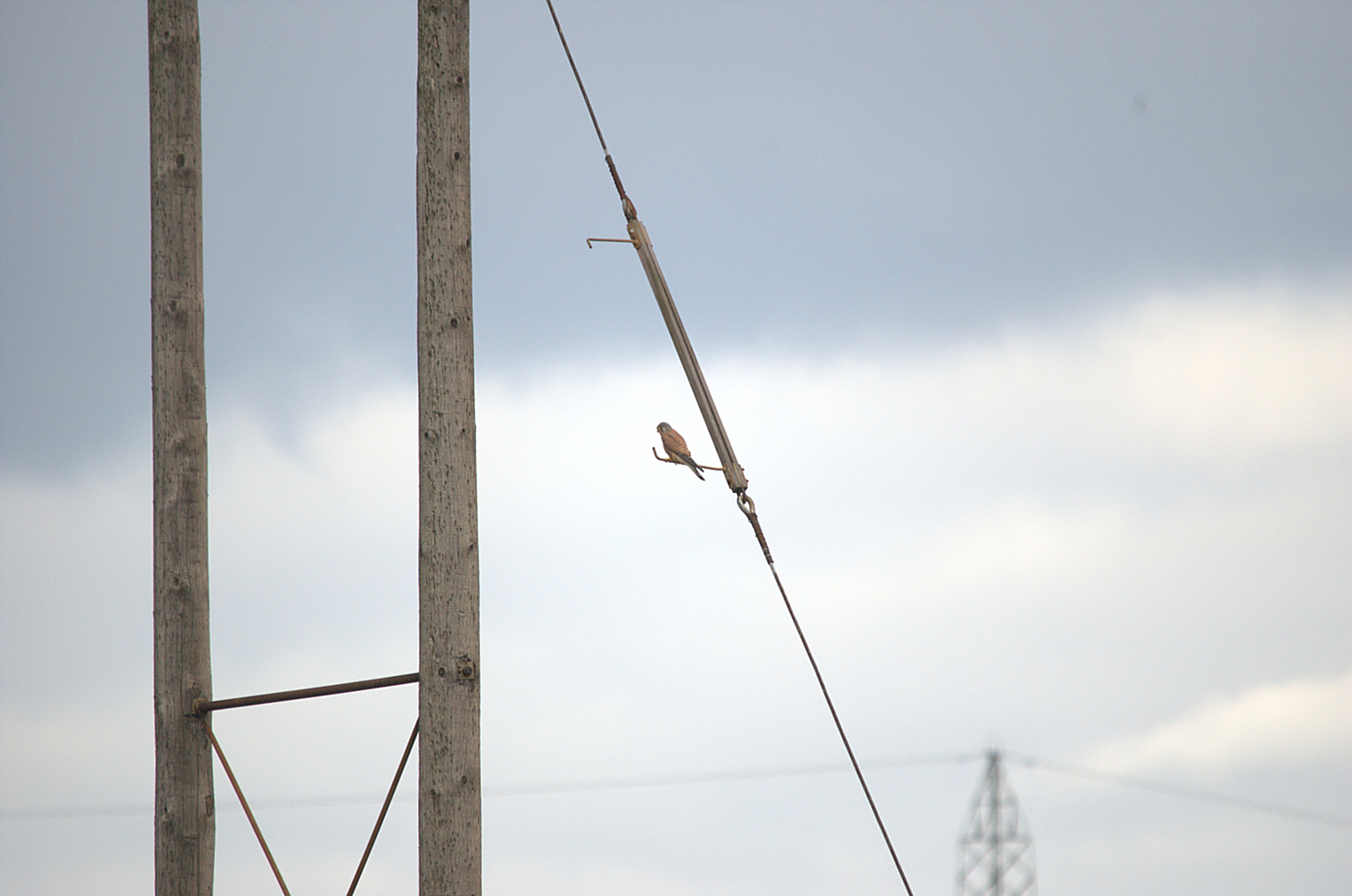 photos/wildlife/Bird_Species/032-Hawks-Eagles-Harriers-Falcons/0865-Kestrel/dsc_1832.jpeg