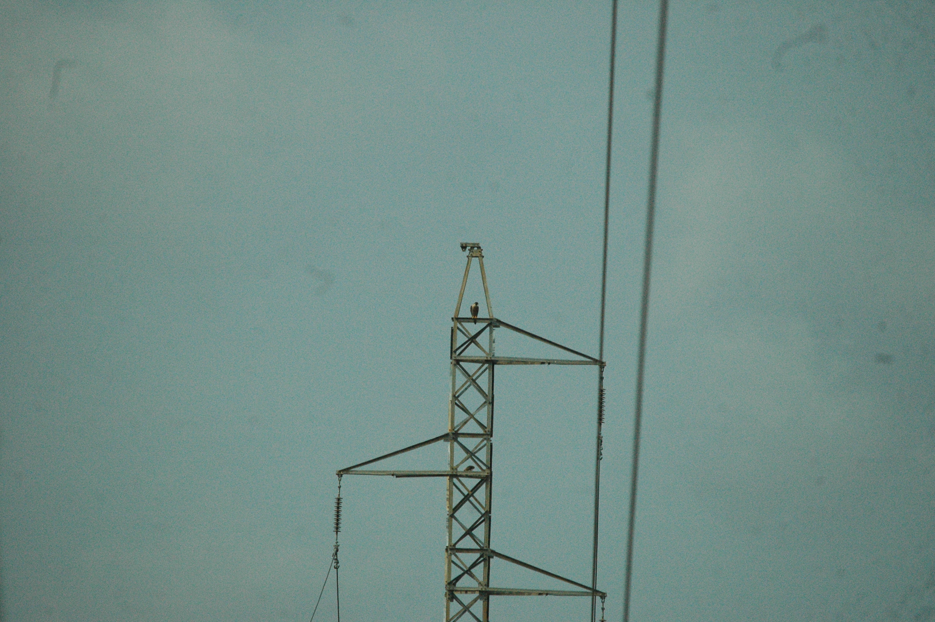 photos/wildlife/Bird_Species/032-Hawks-Eagles-Harriers-Falcons/0898-Peregrine_Falcon/20090927-Spain-01.jpg