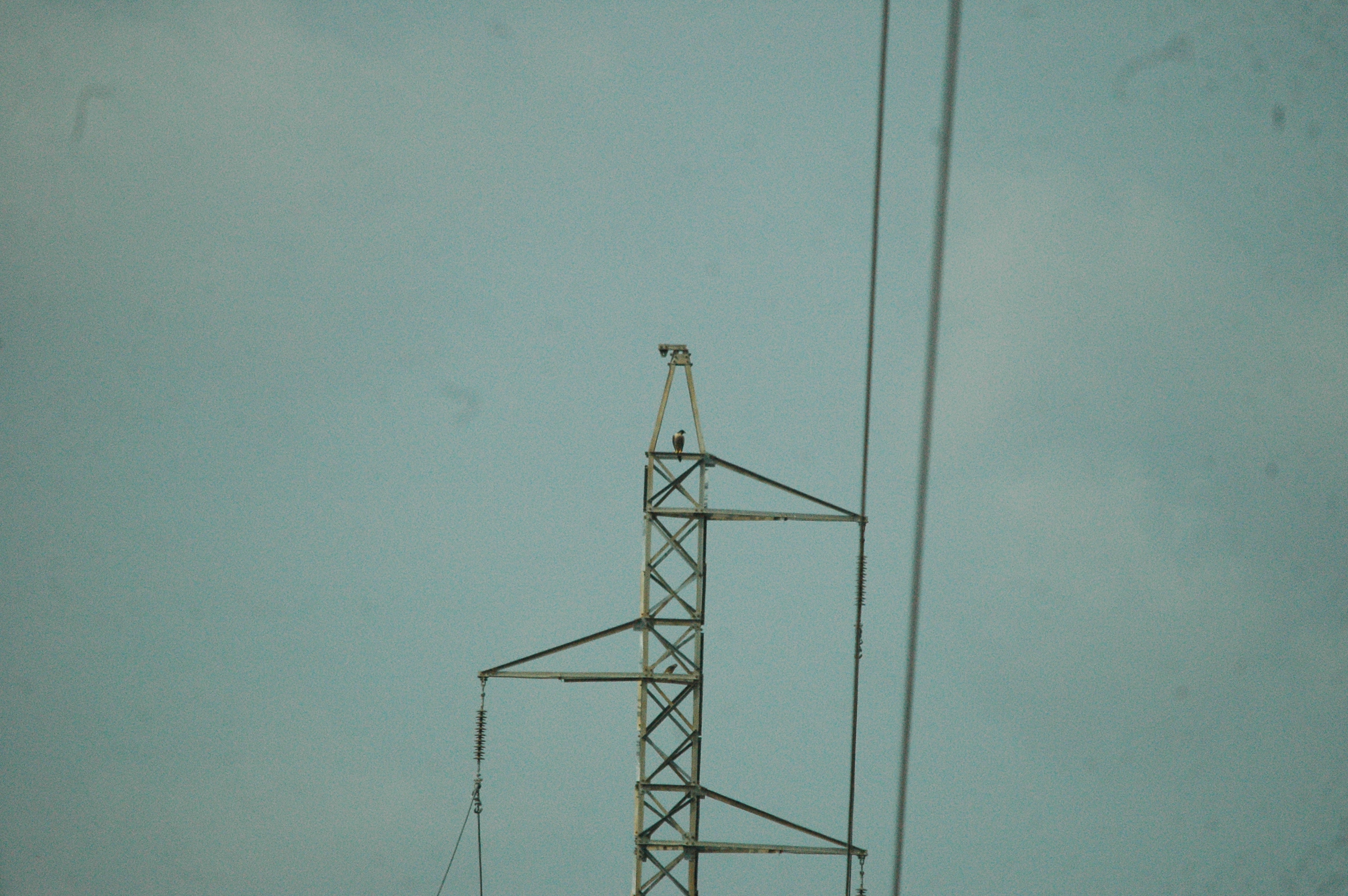 photos/wildlife/Bird_Species/032-Hawks-Eagles-Harriers-Falcons/0898-Peregrine_Falcon/20090927-Spain-02.jpg